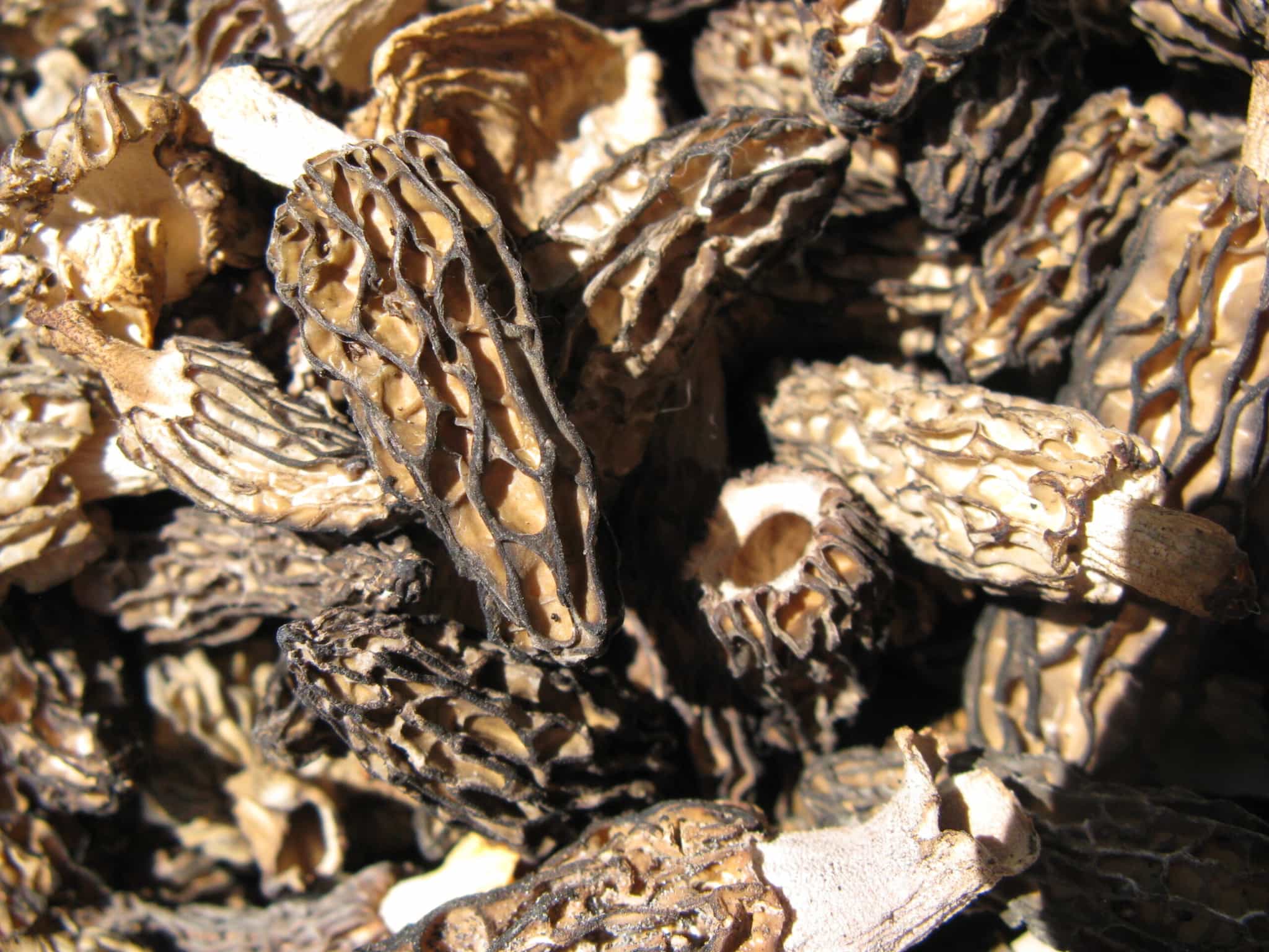 Minnesota Dried Black Morels