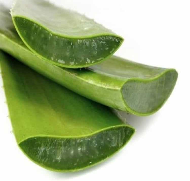 Alaska Grown Aloe Vera Leaves