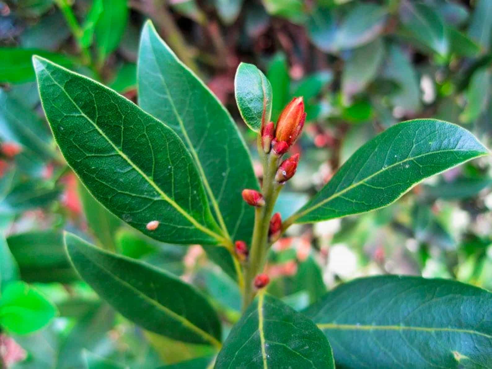 BAY LEAVES beyond Organic Whole leaf Dry flavorful seasoning to Savor Laurus Nobilus