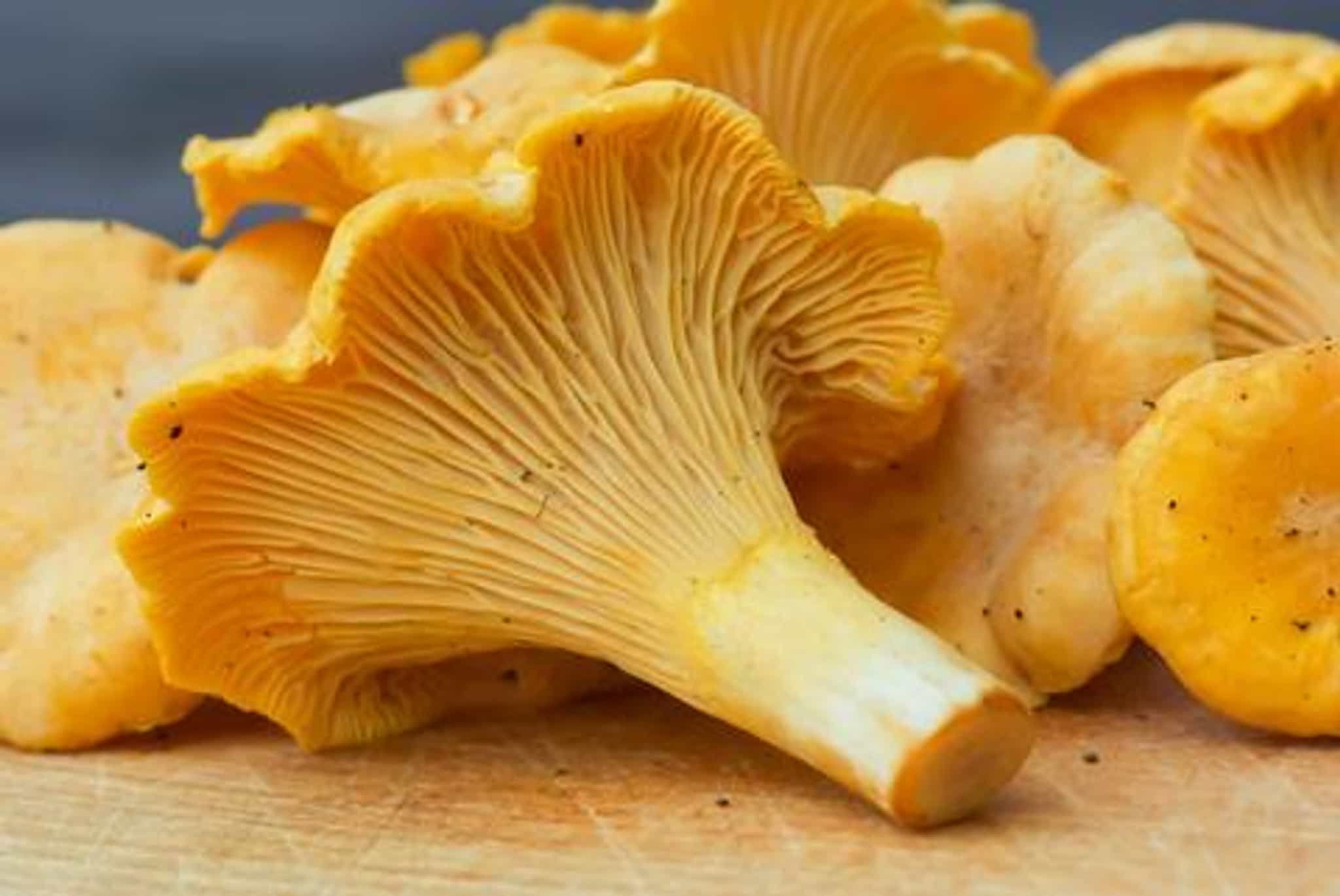 Dried Chantrelle Mushrooms