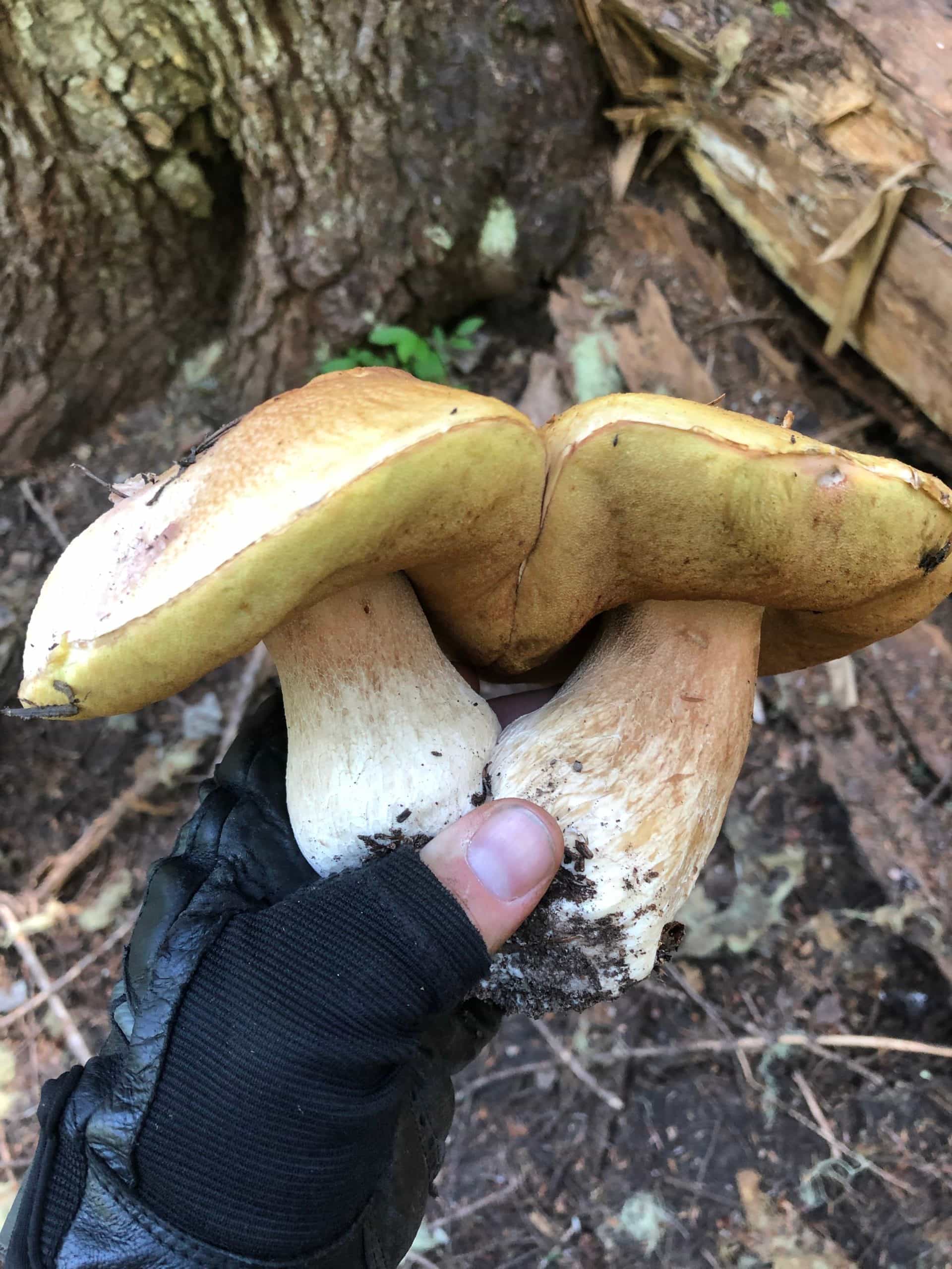 4oz Dried Porcini Mushrooms