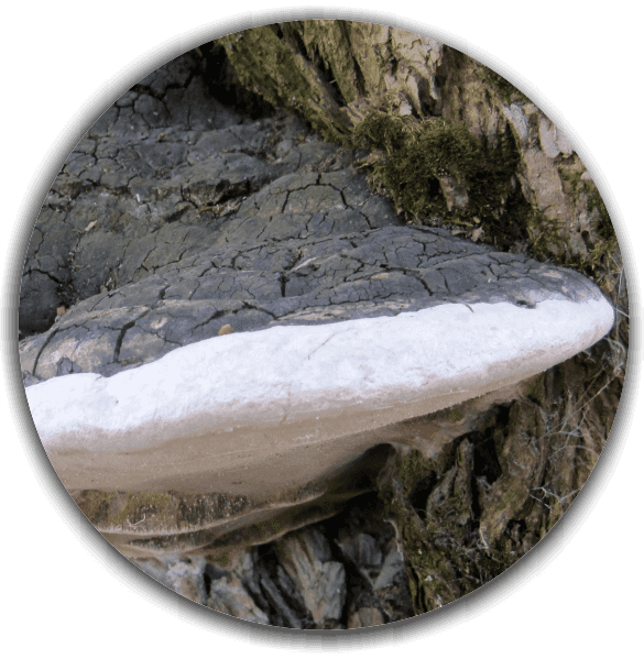 Willow bracket (Phellinus igniarius)