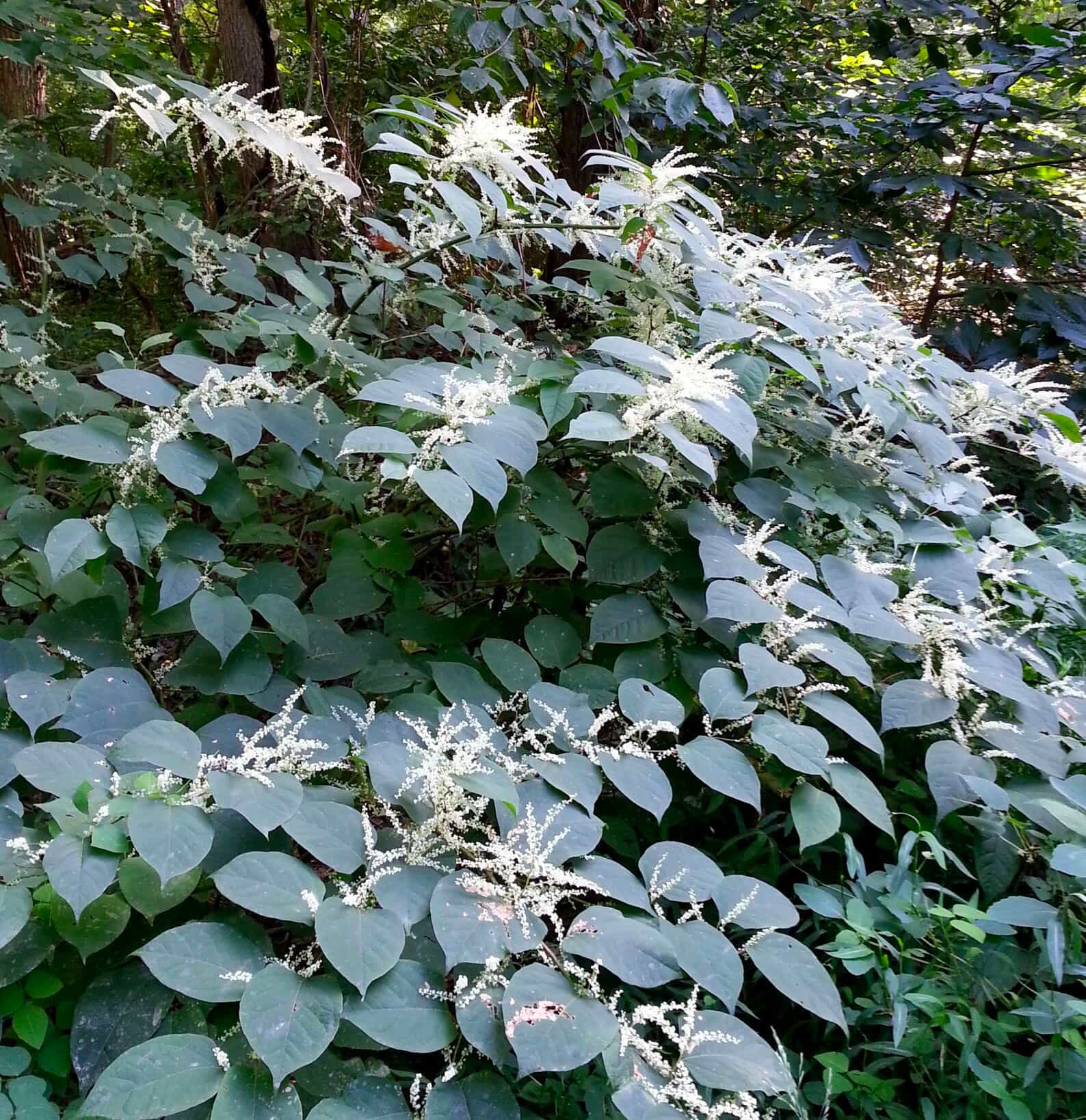 Wild Harvested Japanese Knotweed Whole Root (Hu Zhang) for lung immune Defense