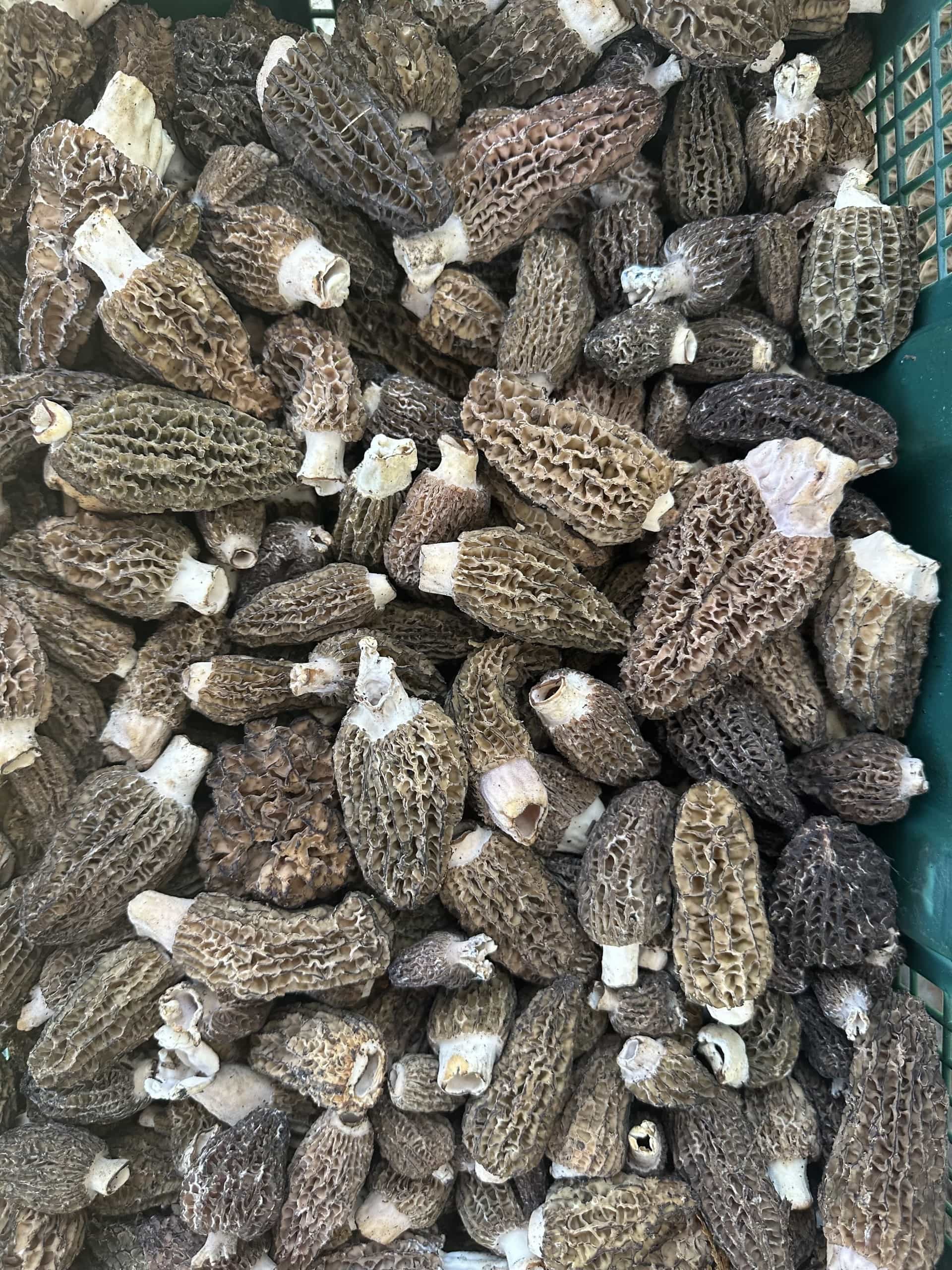 Fresh Wild Morel Mushrooms