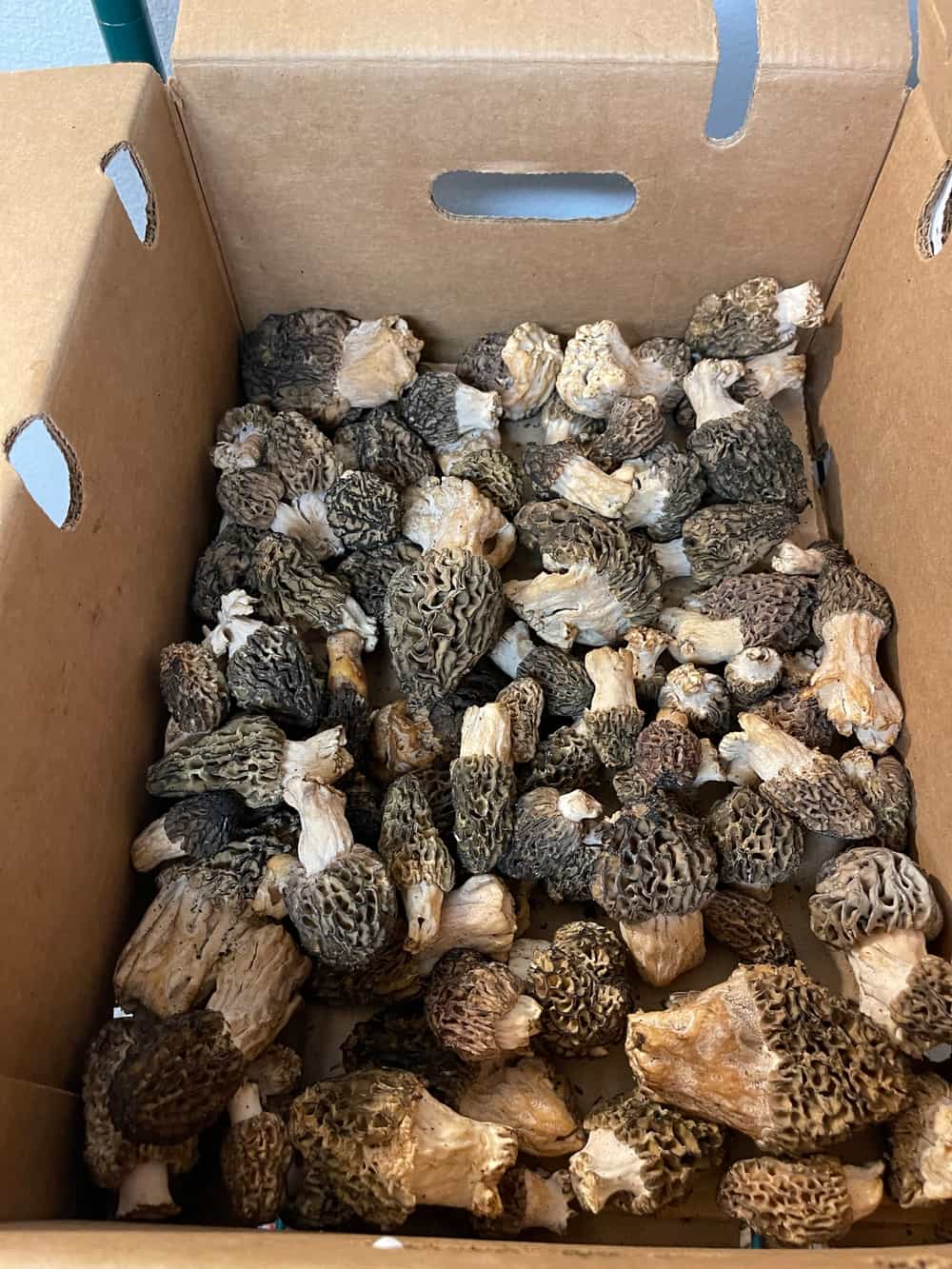 Dried Morels from WA Foraged