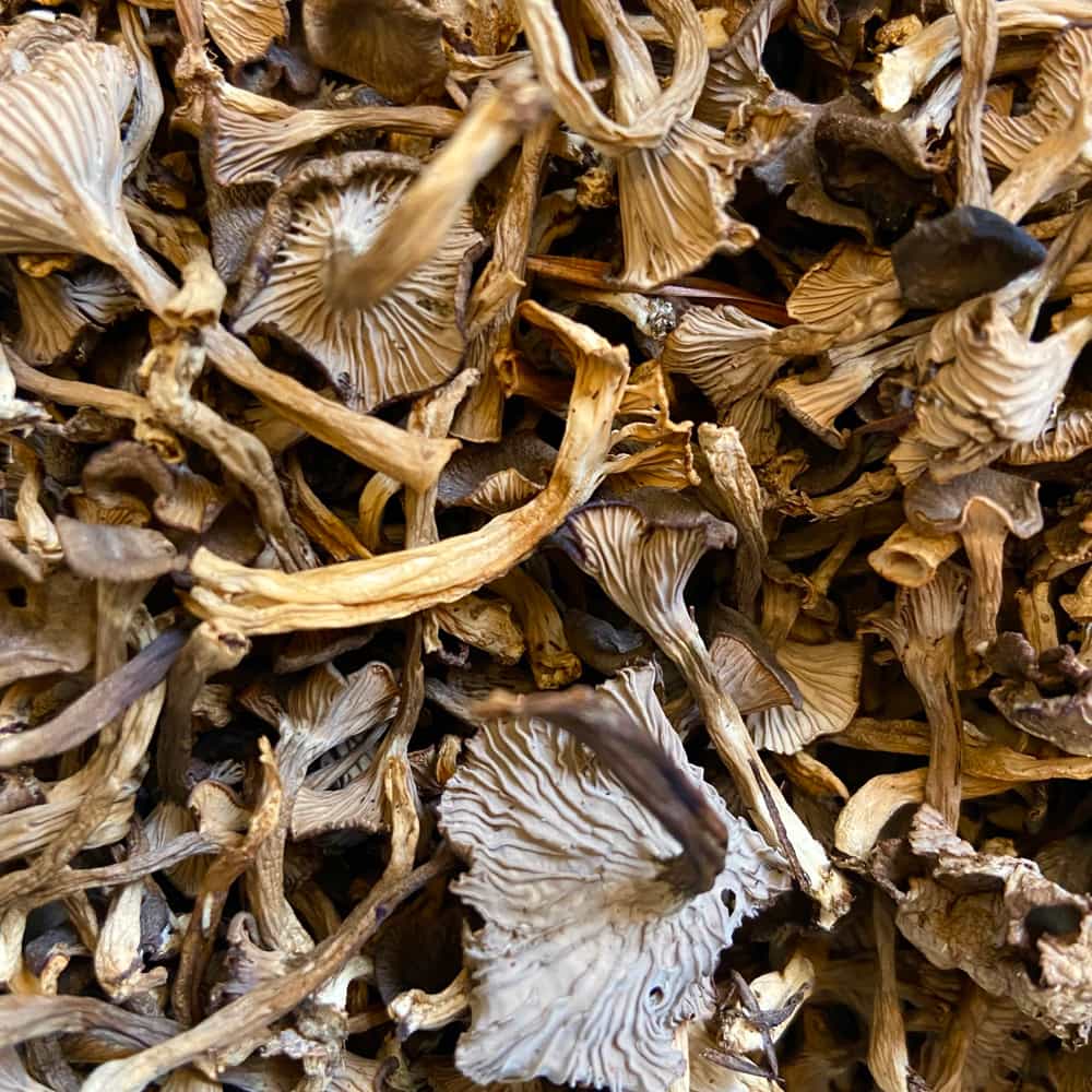 Yellowfoot Chanterelles Dried Foraged