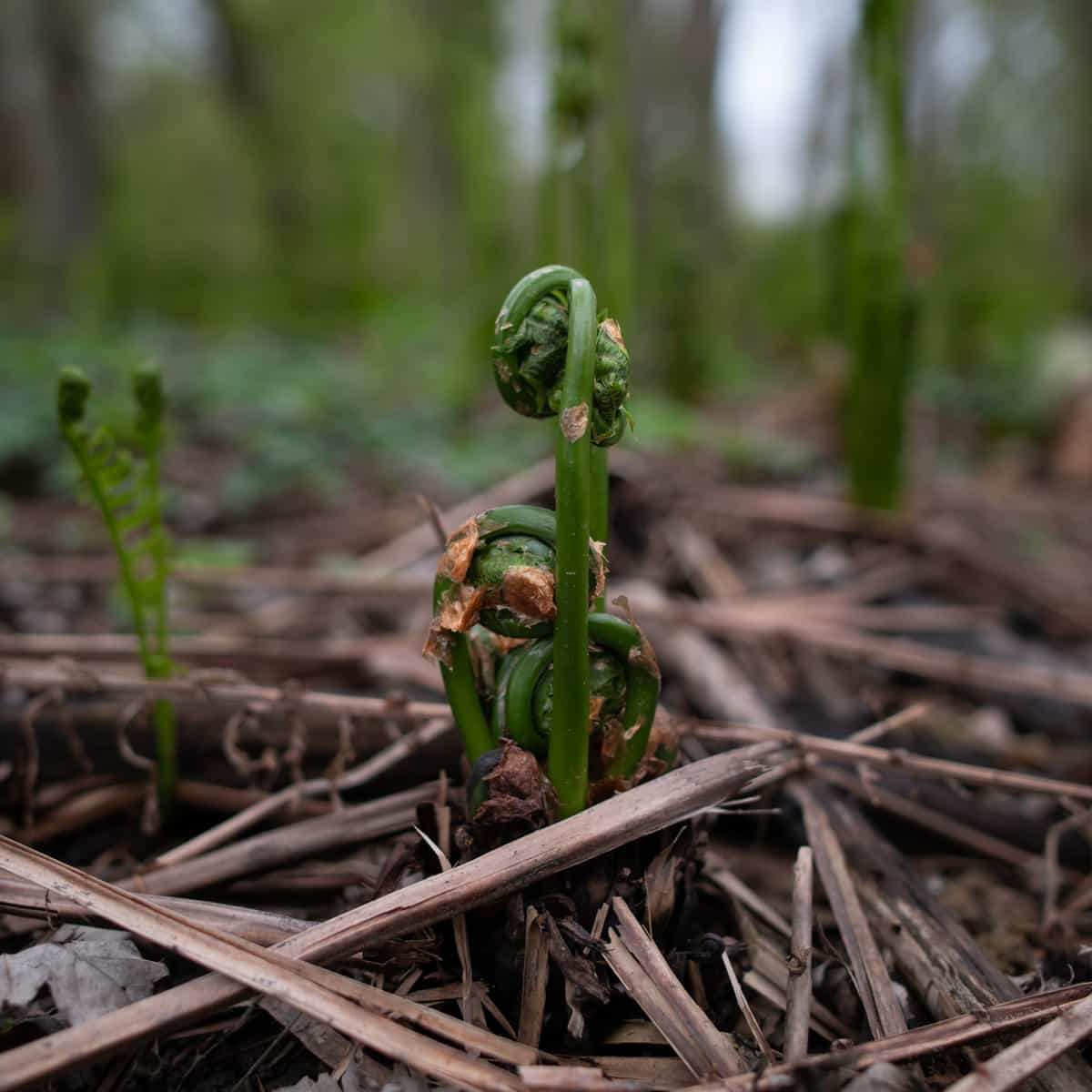 Fresh Vermont Fiddleheads 1lb Foraged