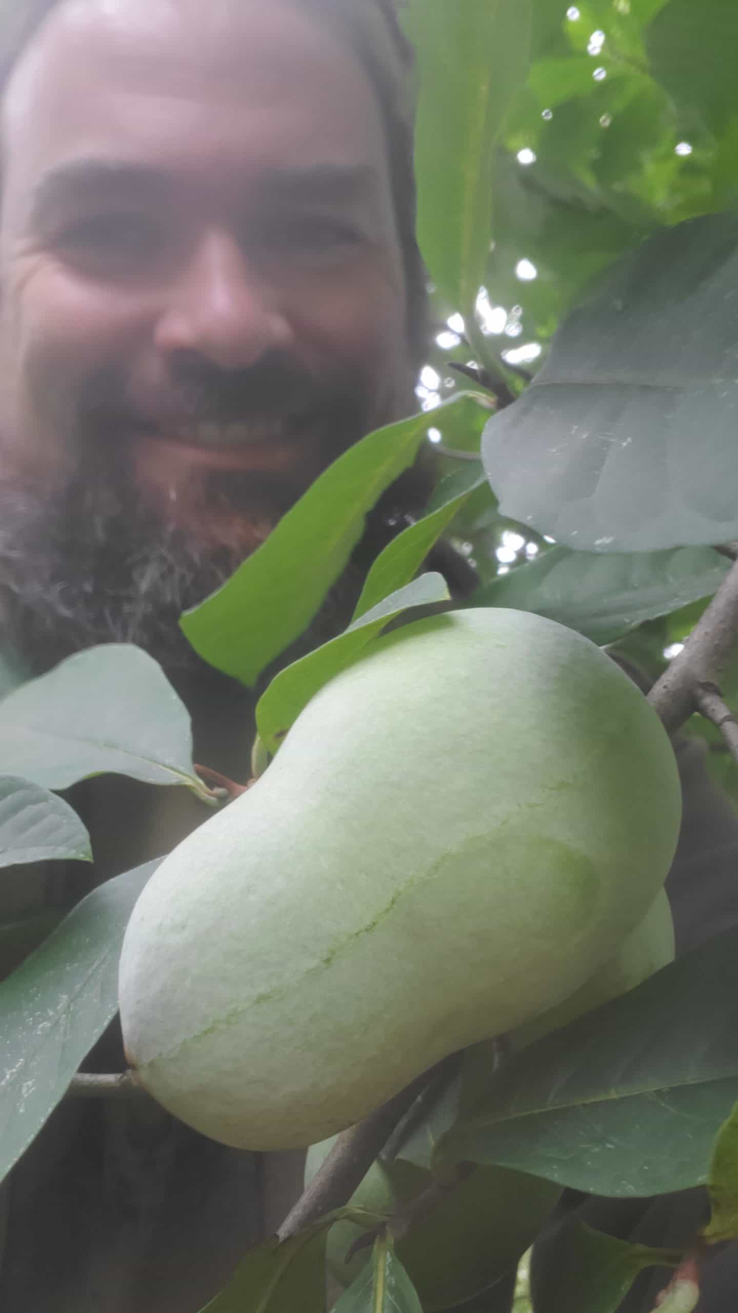 1lb Native American Pawpaw whole fresh Fruit to enjoy pawpaws and grow your own Paw Paw patch! Asimina Triloba