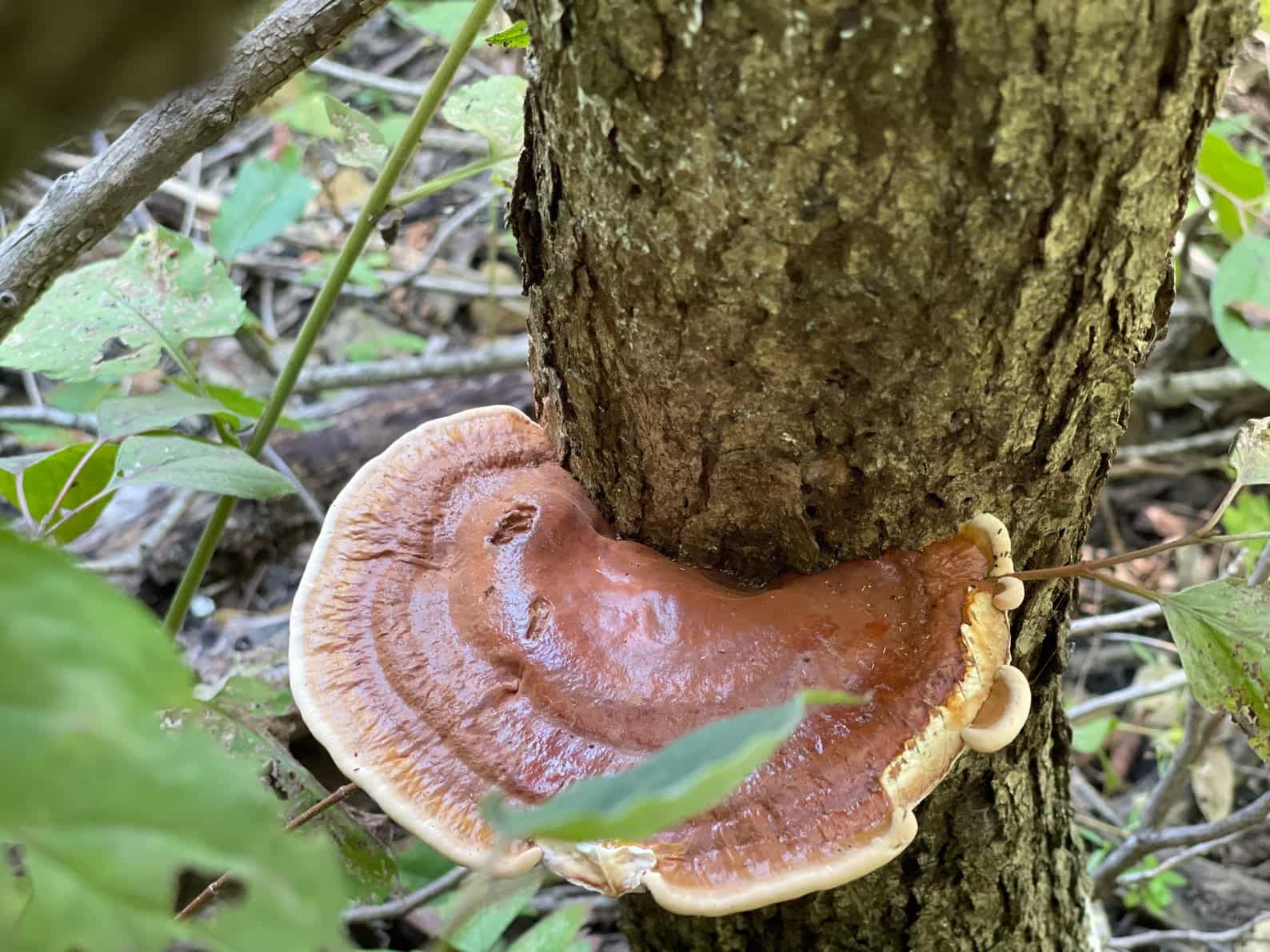 REISHI Powder - Ganoderma sessile