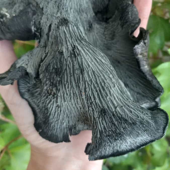 Smokey Black Chanterelle Spice Blend Foraged