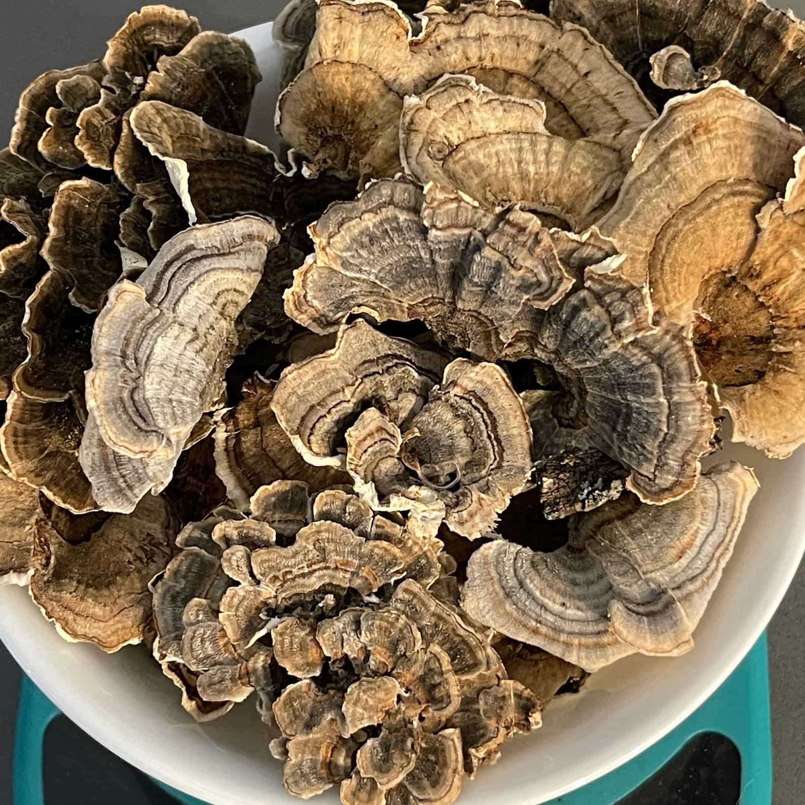 Dehydrated Turkey Tail mushrooms