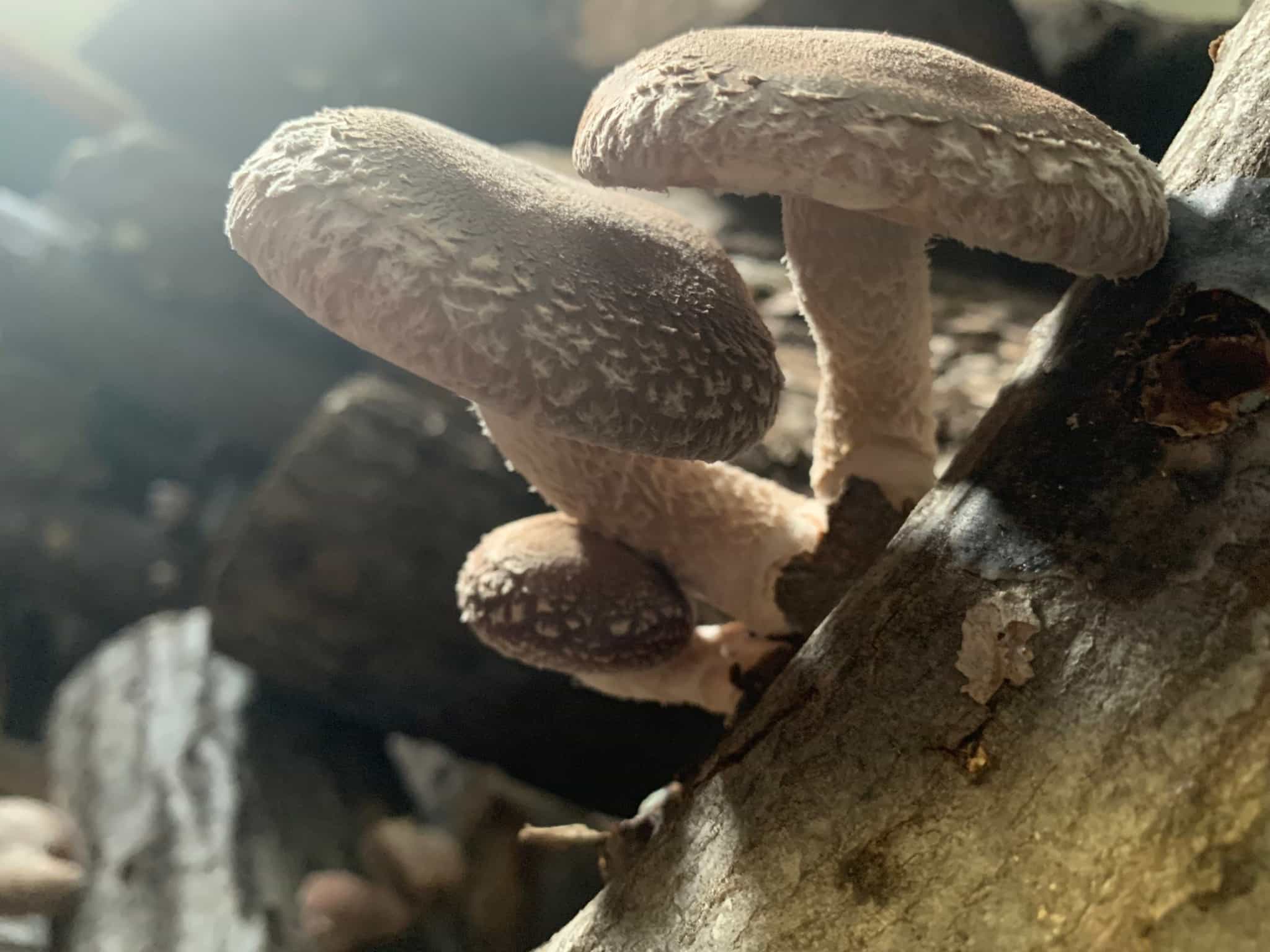 Shitake Mushrooms — Taylor Hood Farms