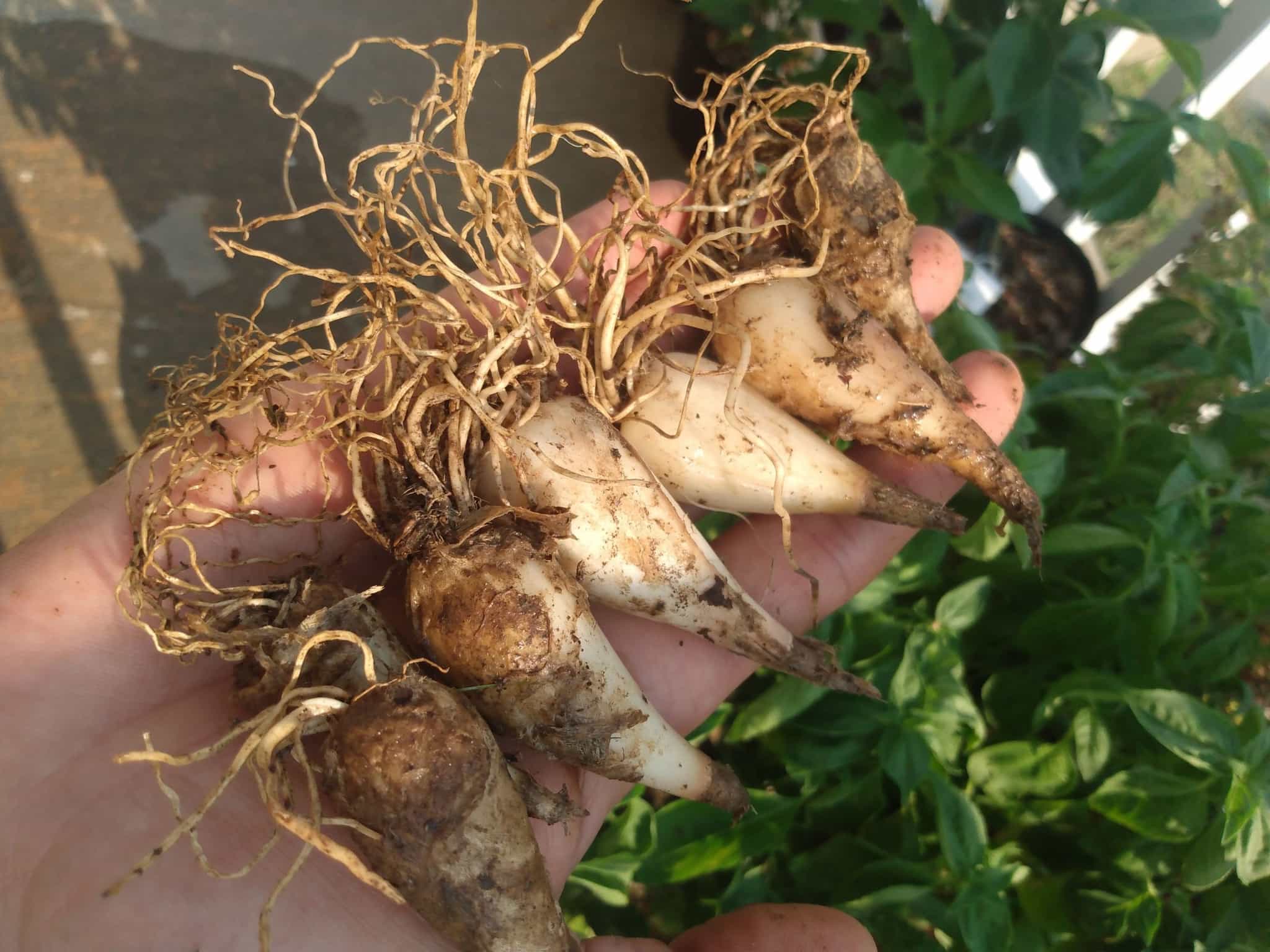 Grown your own Ramp patch-Allium tricocum bulbs