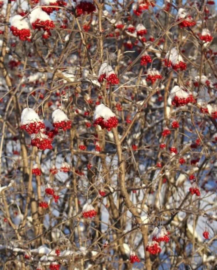 Fresh Alaskan Wild Highbush Cranberries