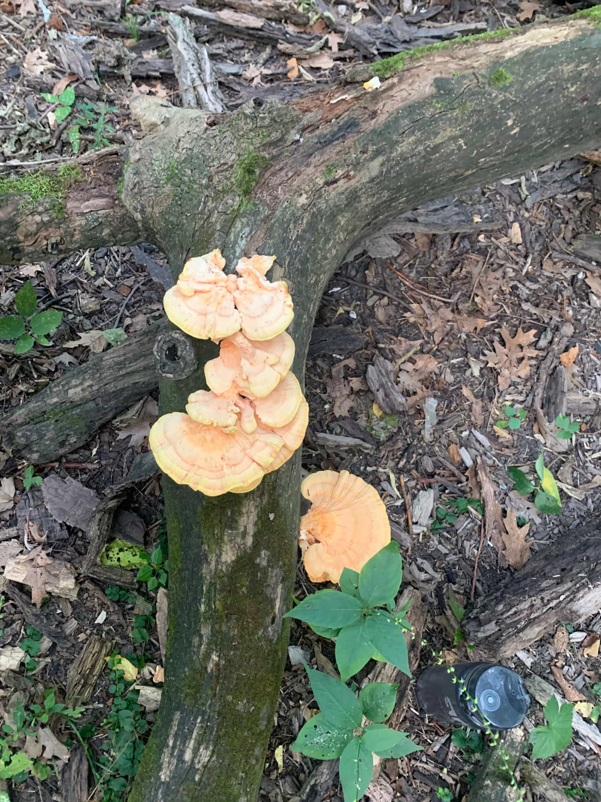 Fresh Illinois Chicken of the woods 2oz