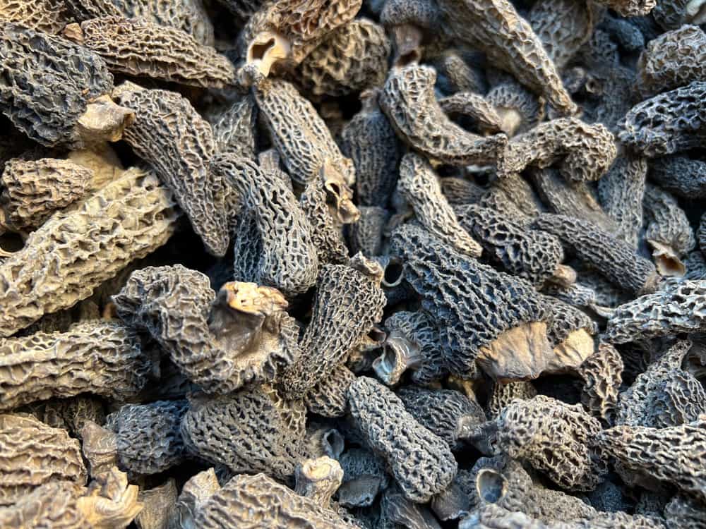 Dried greys morels Foraged