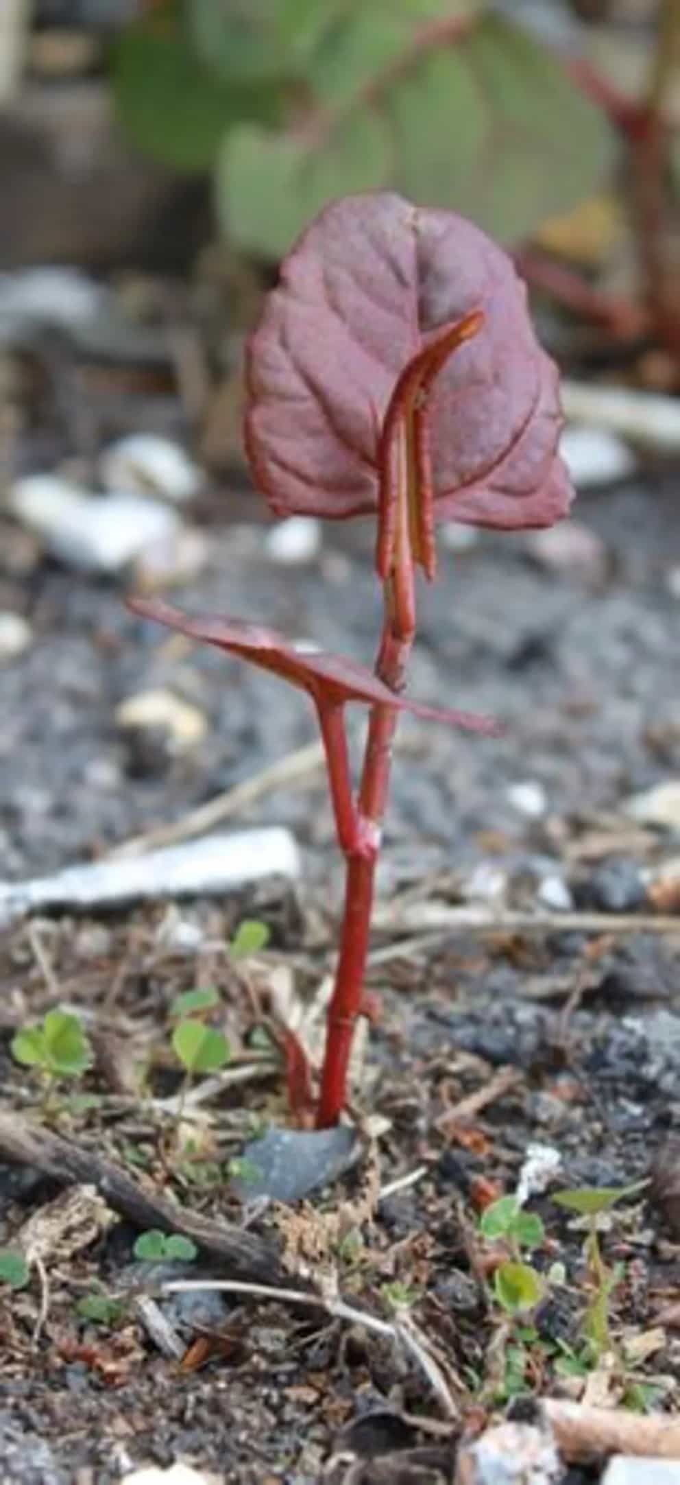Japanese Knotweed shredded Root Tea (Hu Zhang) Wild Harvested Polygonum