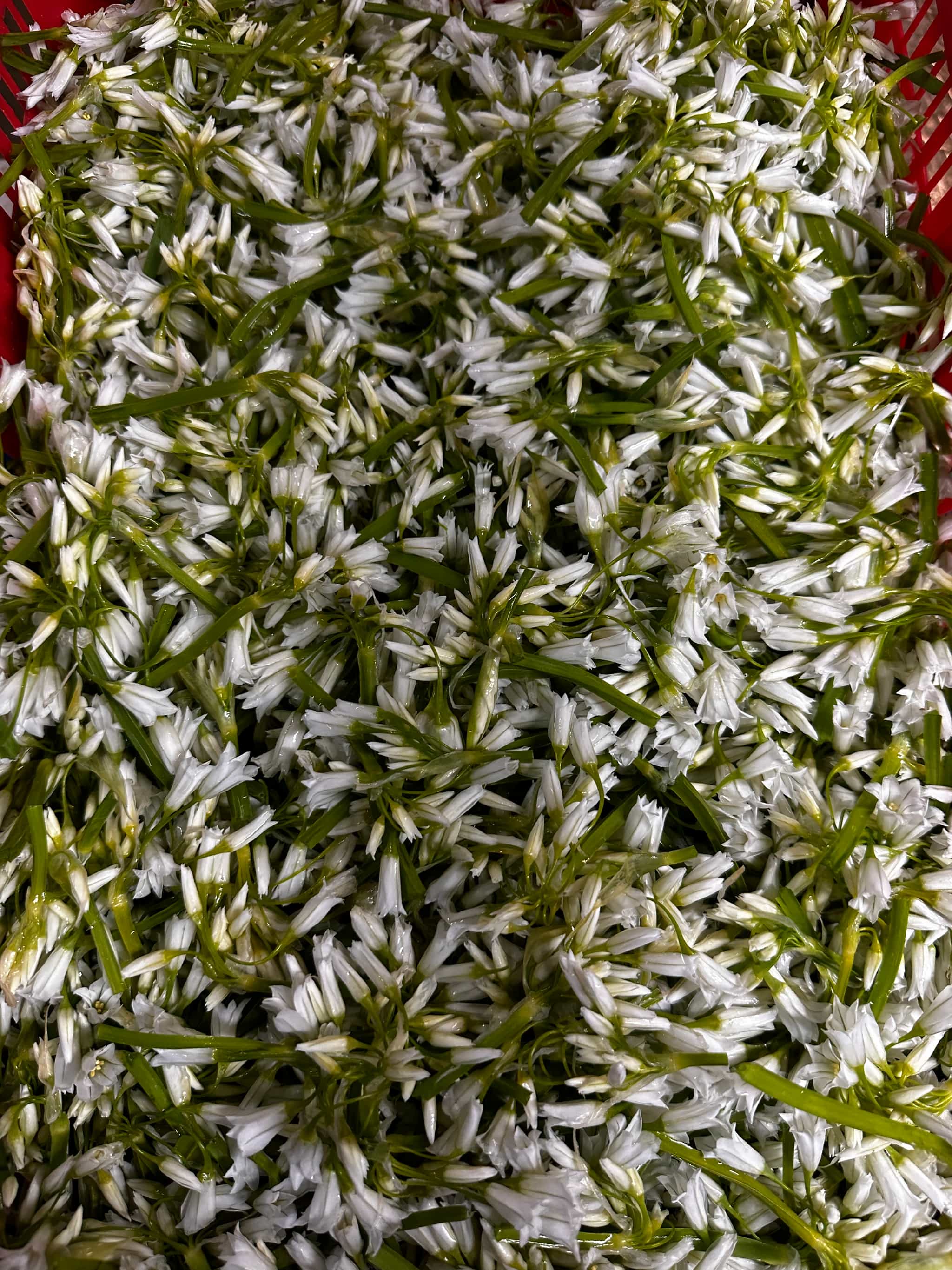 Fresh Oregon Wild Harvested Onion Flower 