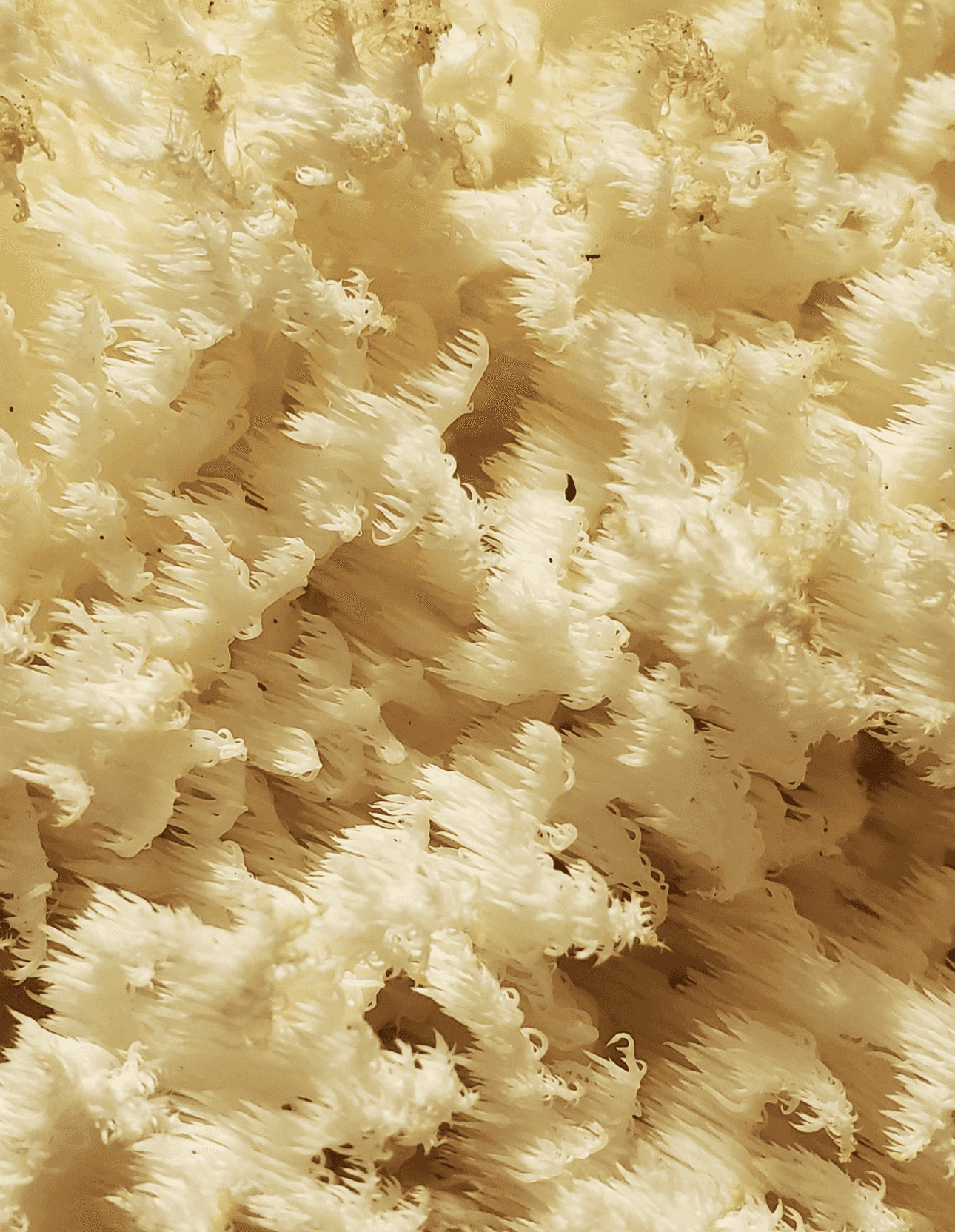 Wild Catskill Forest Lions Mane Mushroom powder Hericium Erinaceus Americanum Nootropic Adaptogen 15% Beta Glucans Hou tou gu Yambushittakes