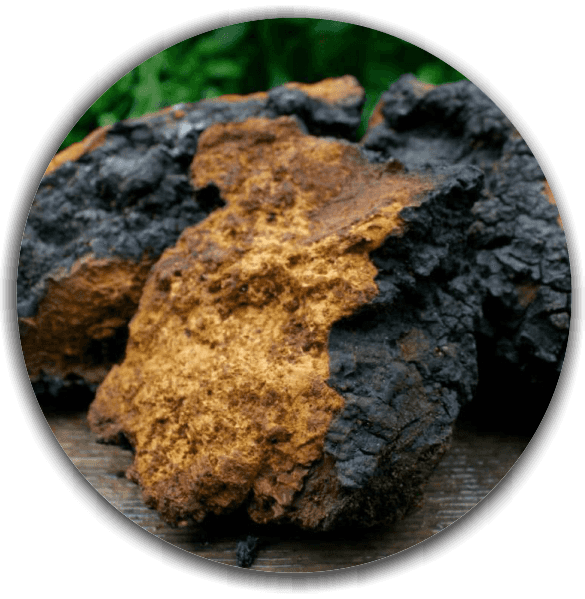 Chaga (Inonotus obliquus)