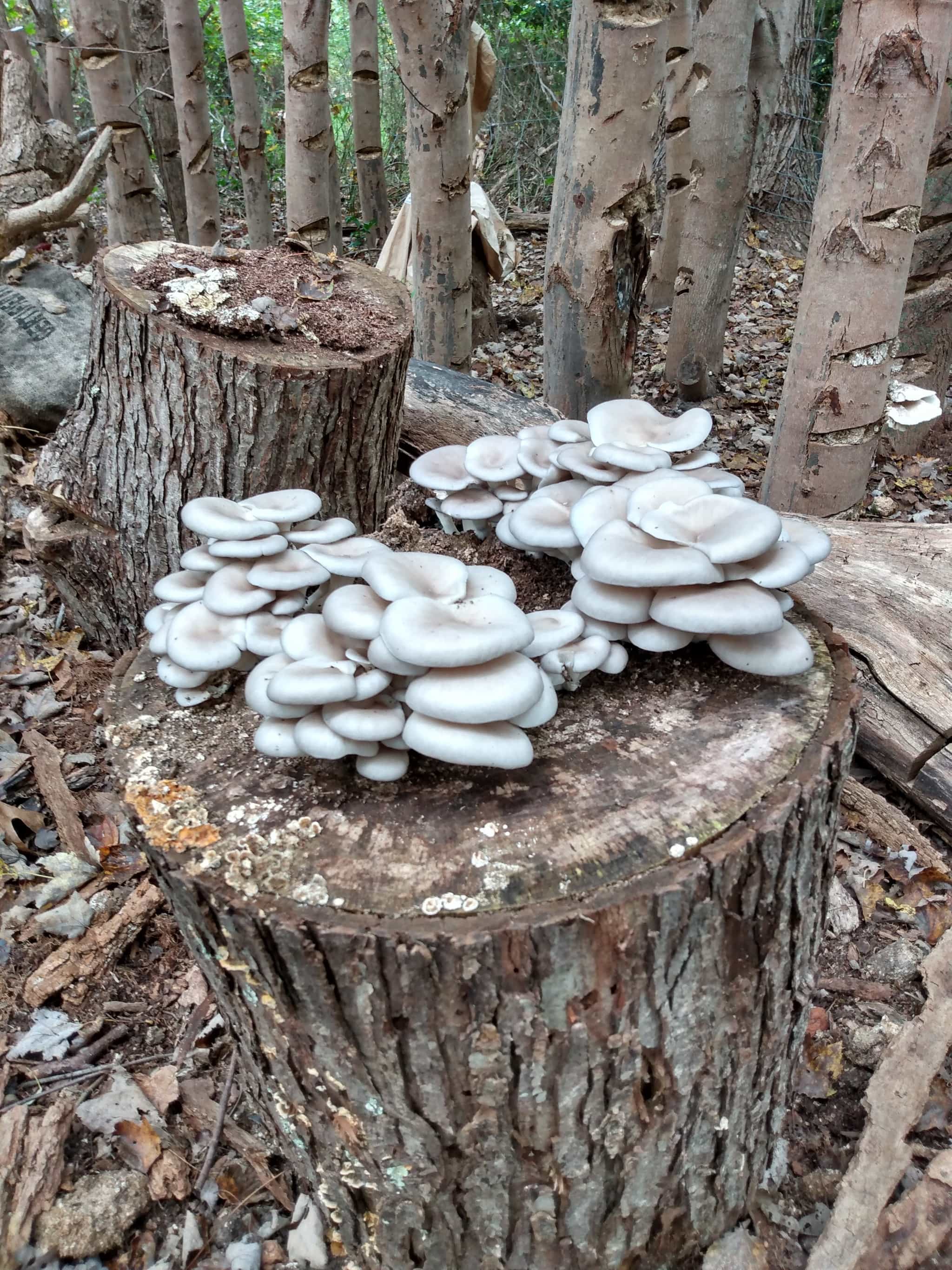 Ready to fruit Oyster Mushroom Logs