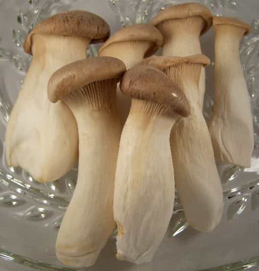 Fresh King Trumpet Mushrooms
