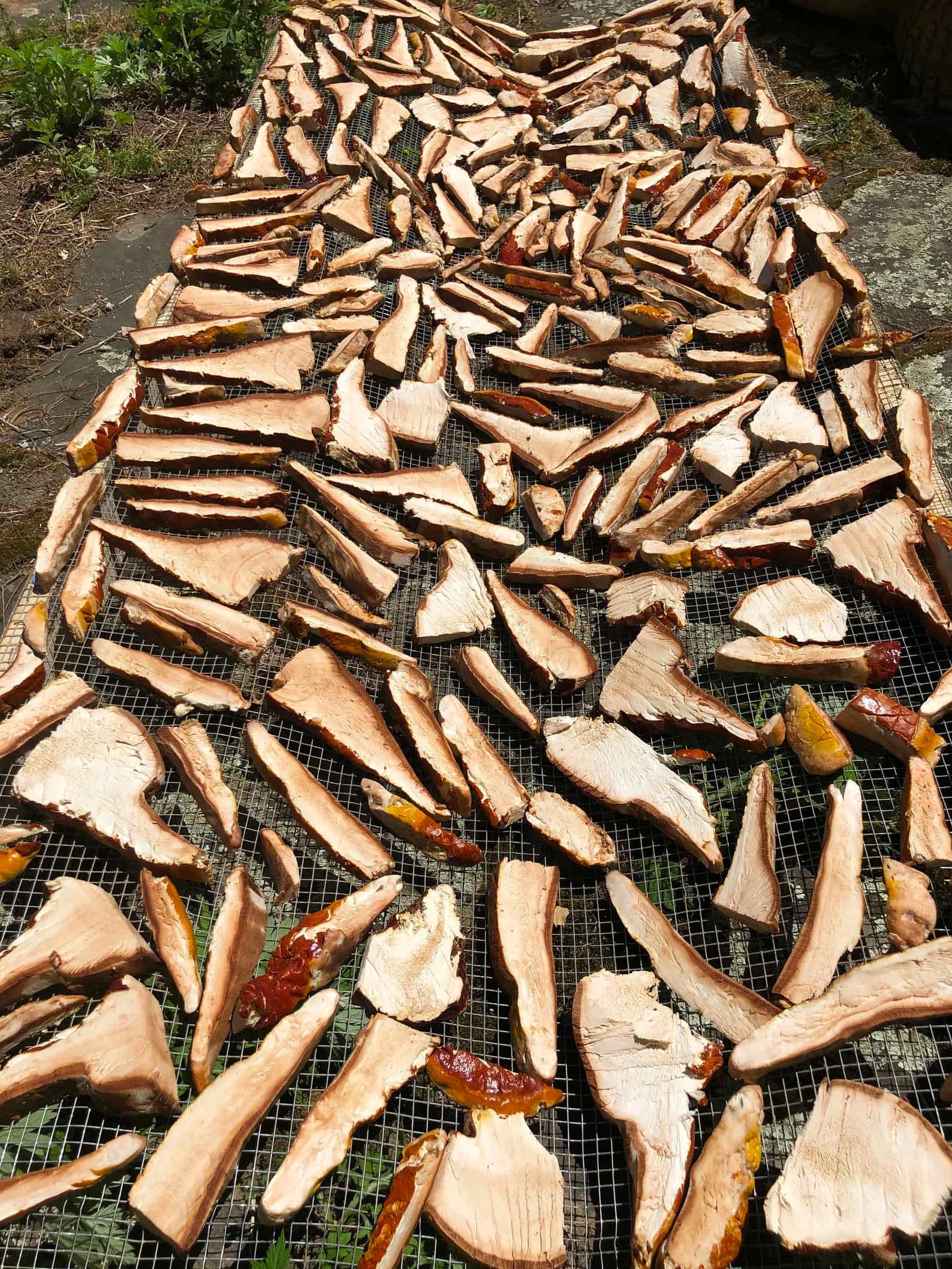 Reishi Mushroom of Immortality! Wild Ethically Harvested Ganoderma Tsugae  Lingzhi DRY SLICED ling zhi