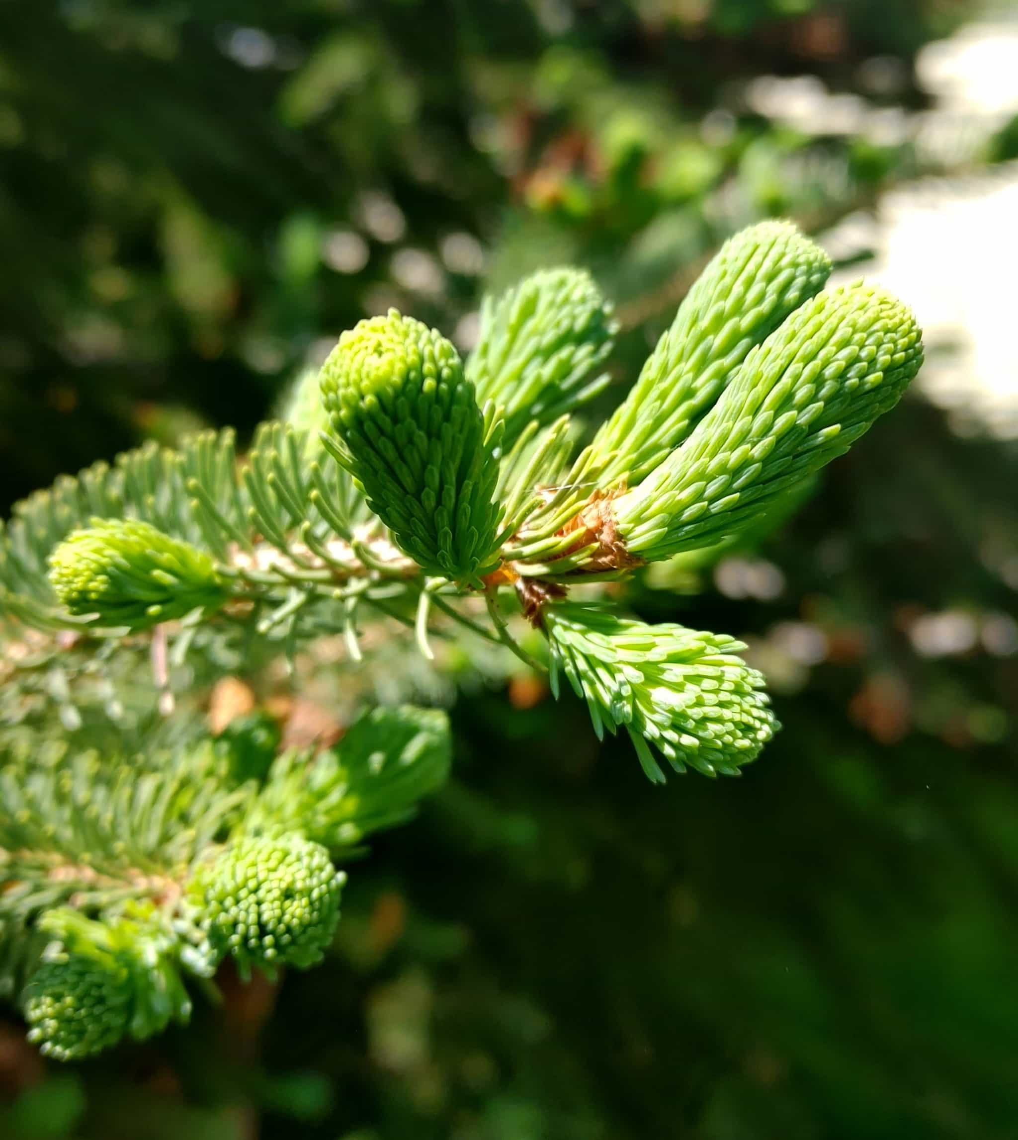 Spruce Tips (Dried)