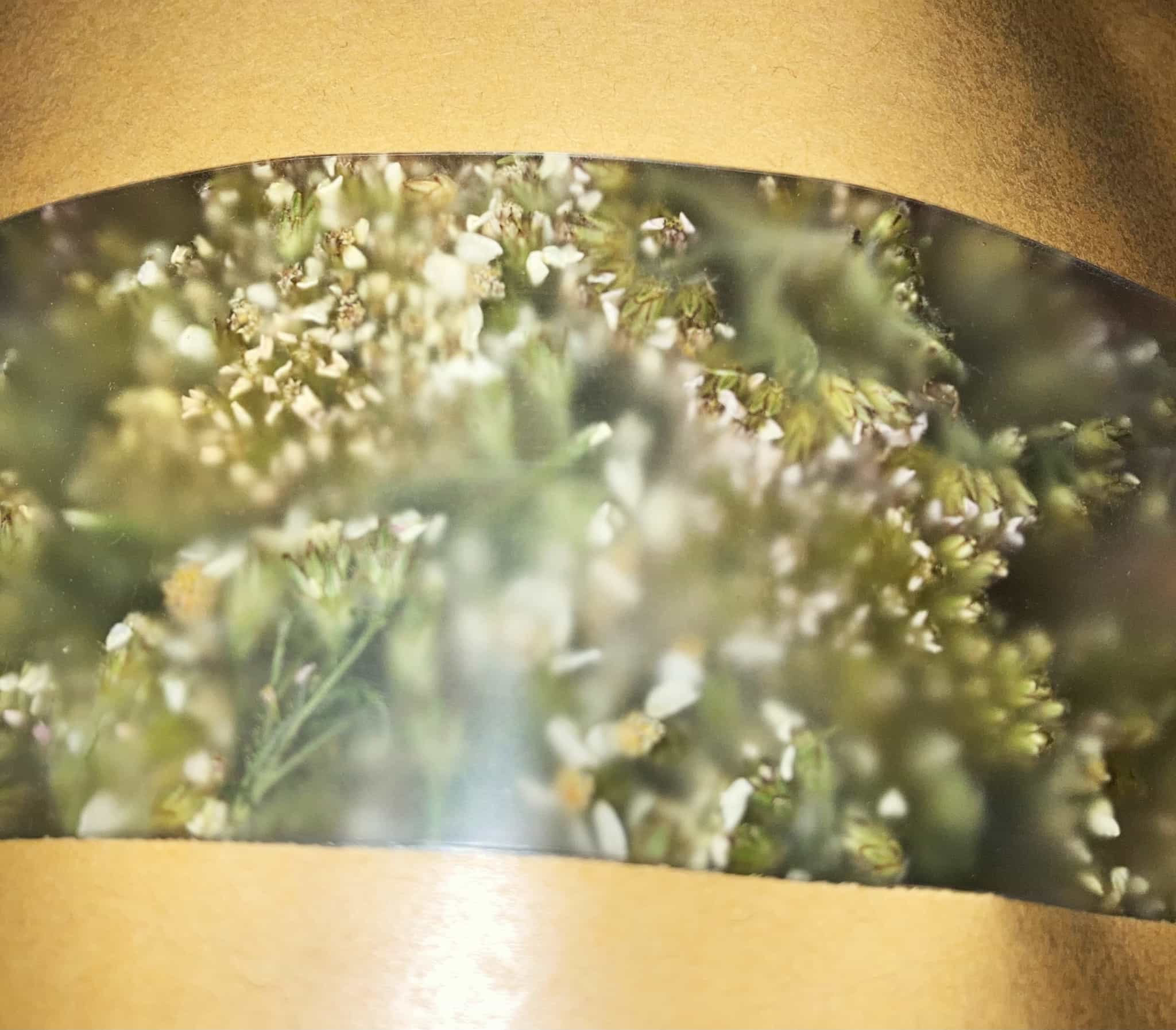 Dried Alaskan Yarrow Flowers