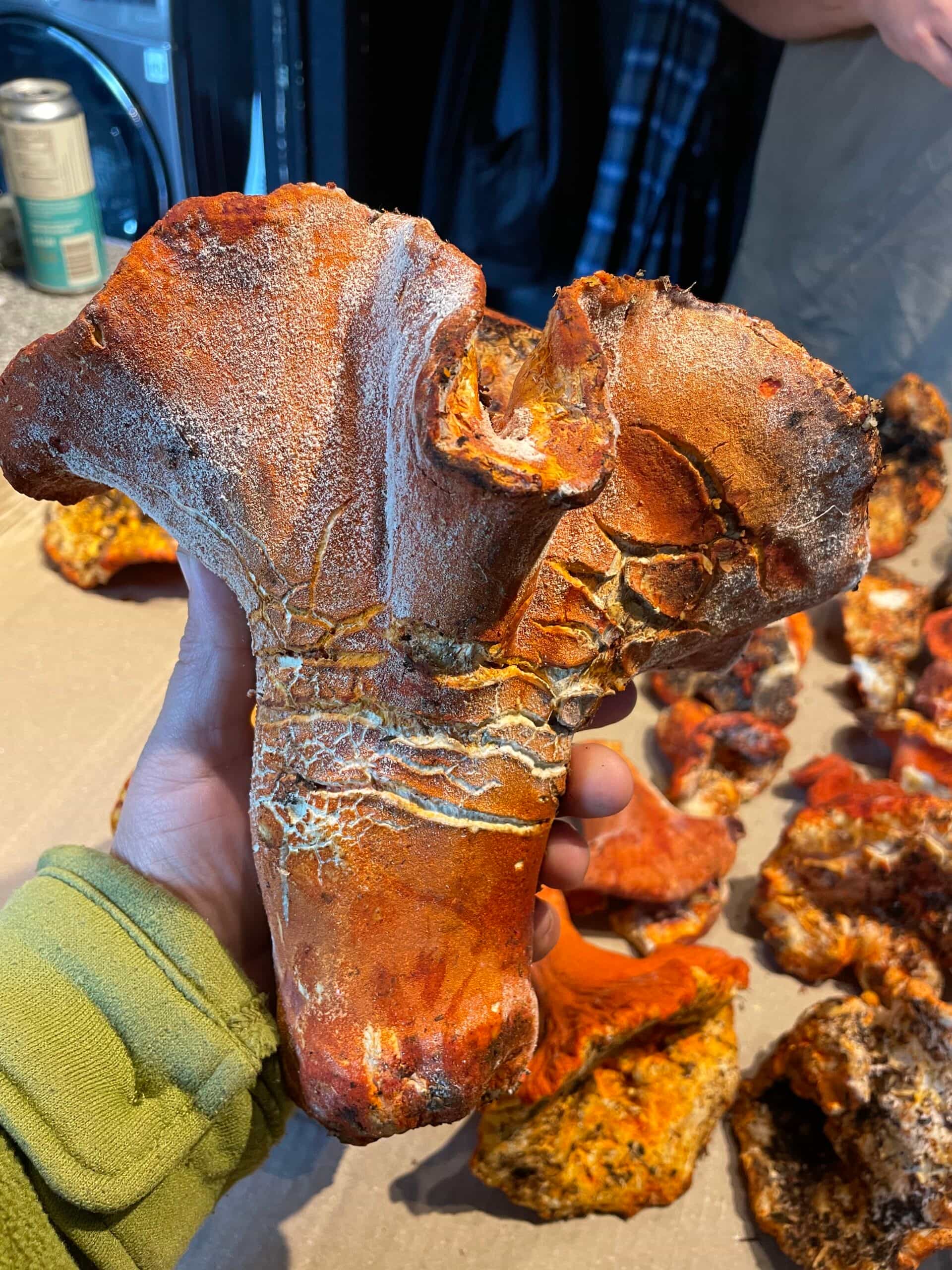Lobster Mushrooms