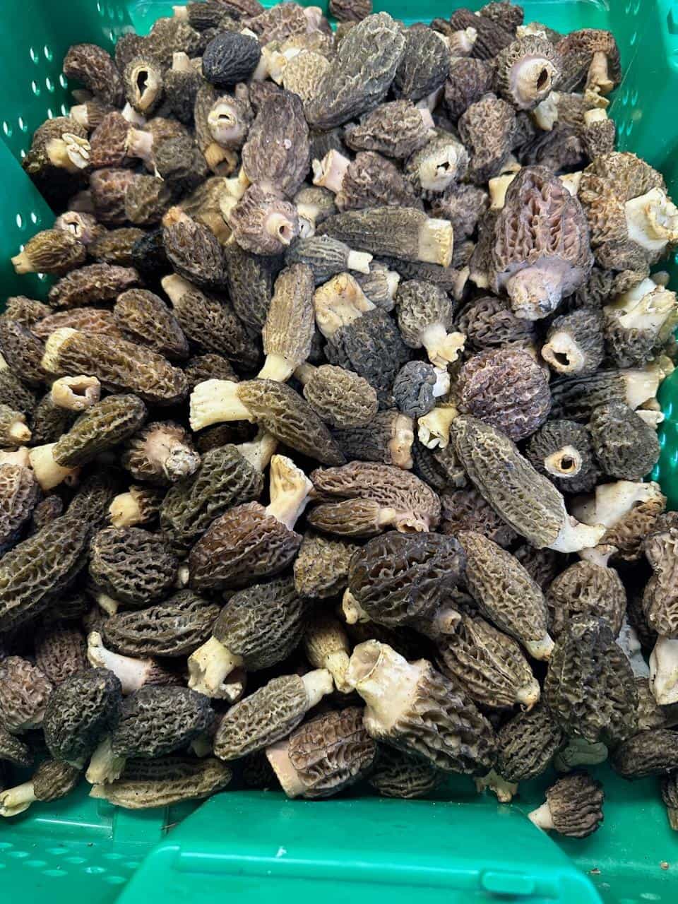 Fresh Wild Morels Foraged