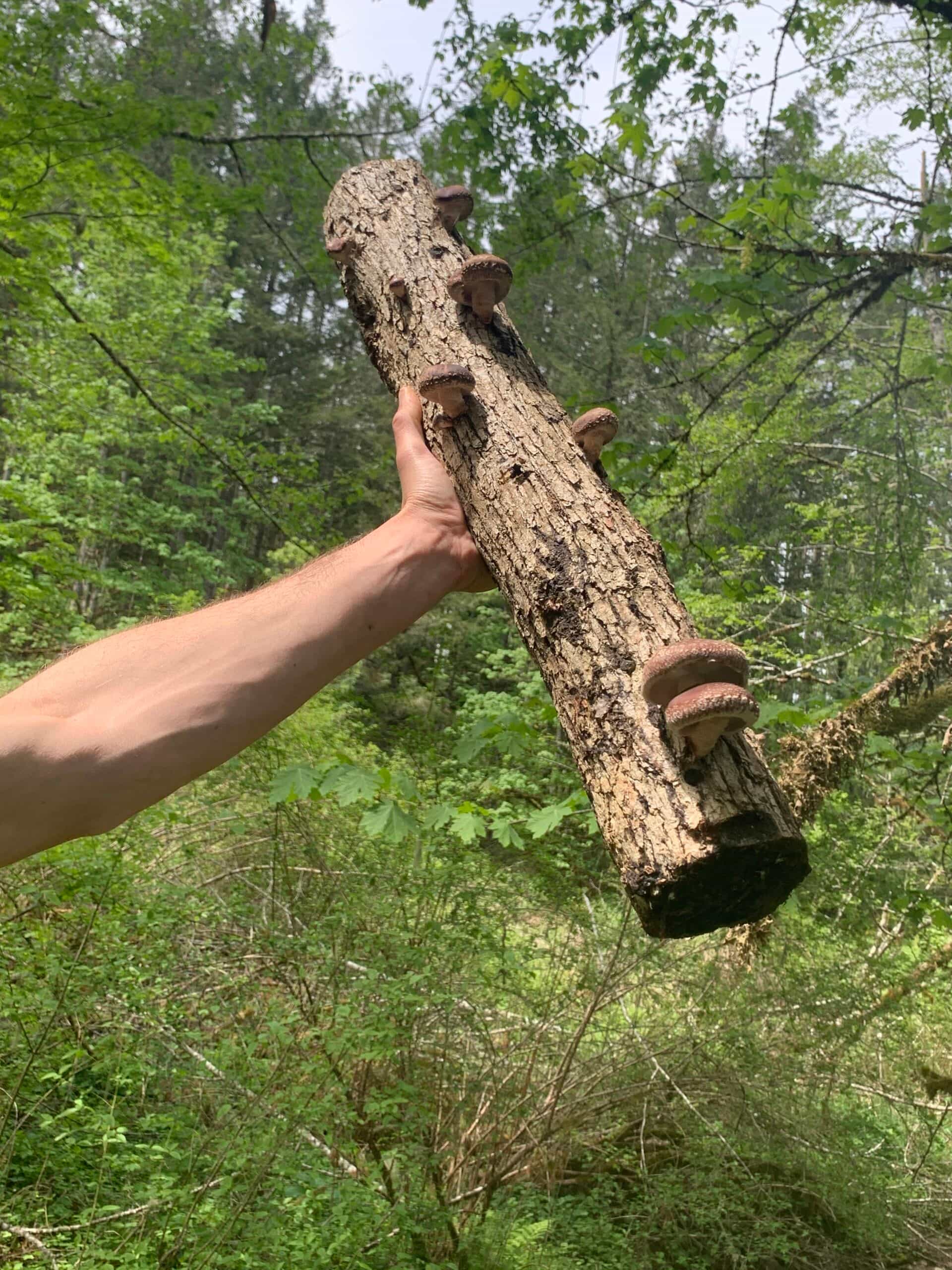 Free Shipping - Shiitake Plug Spawn