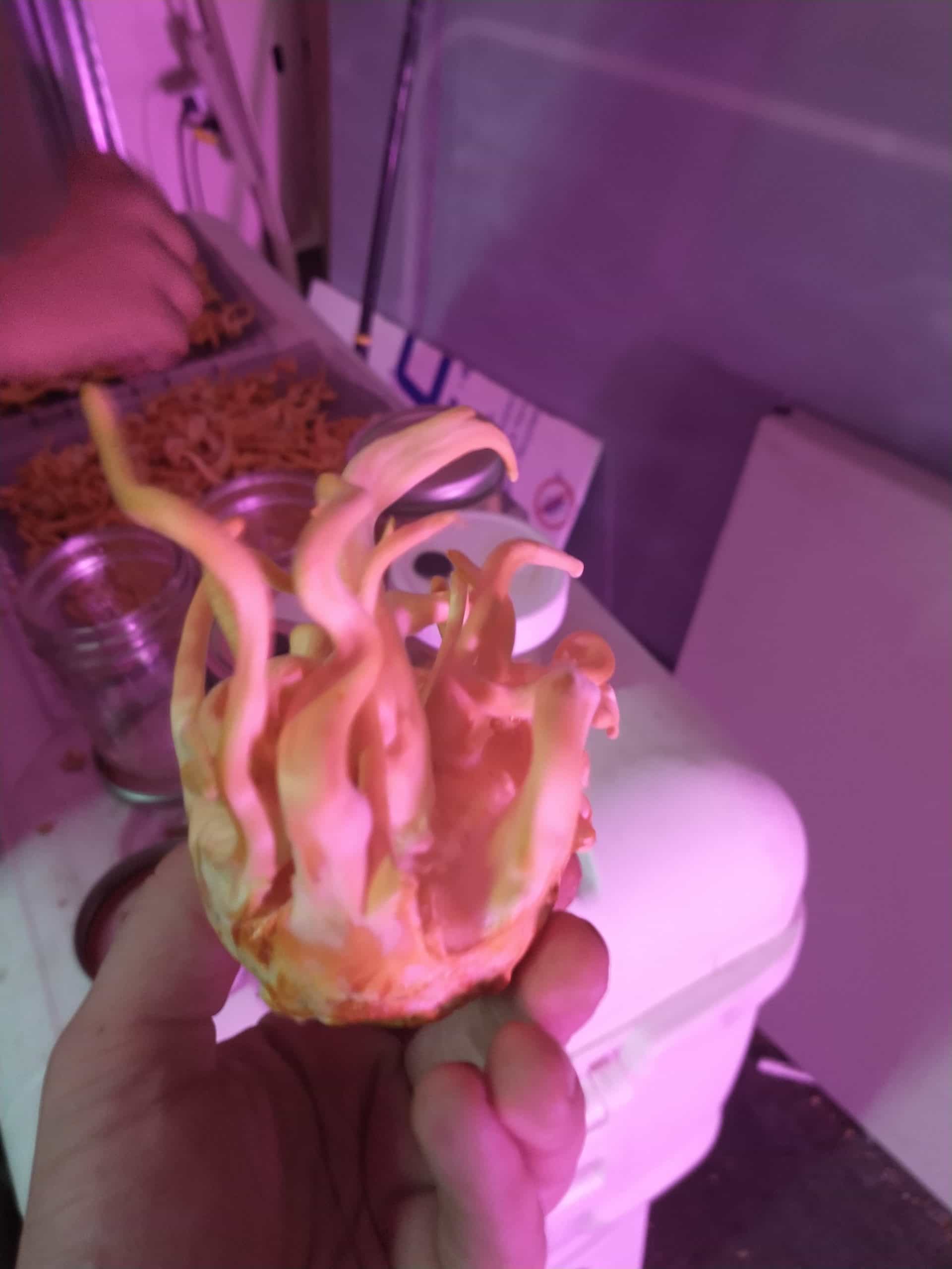Product thumbnail #3