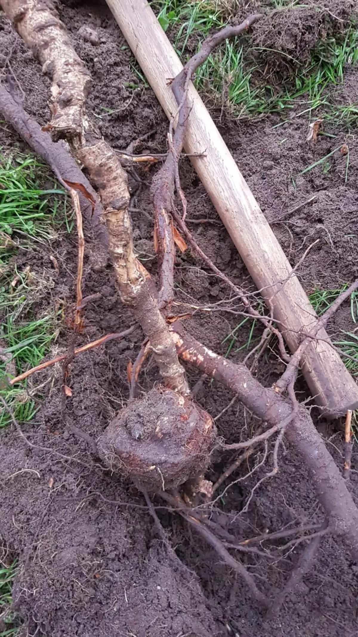 Japanese Knotweed shredded Root Tea (Hu Zhang) Wild Harvested Polygonum Cuspidatum Foraged