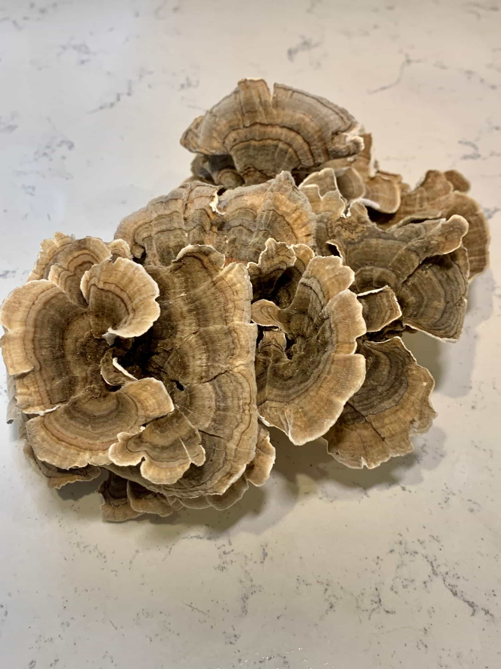 Illinois Turkey Tail medicinal mushroom 1 oz