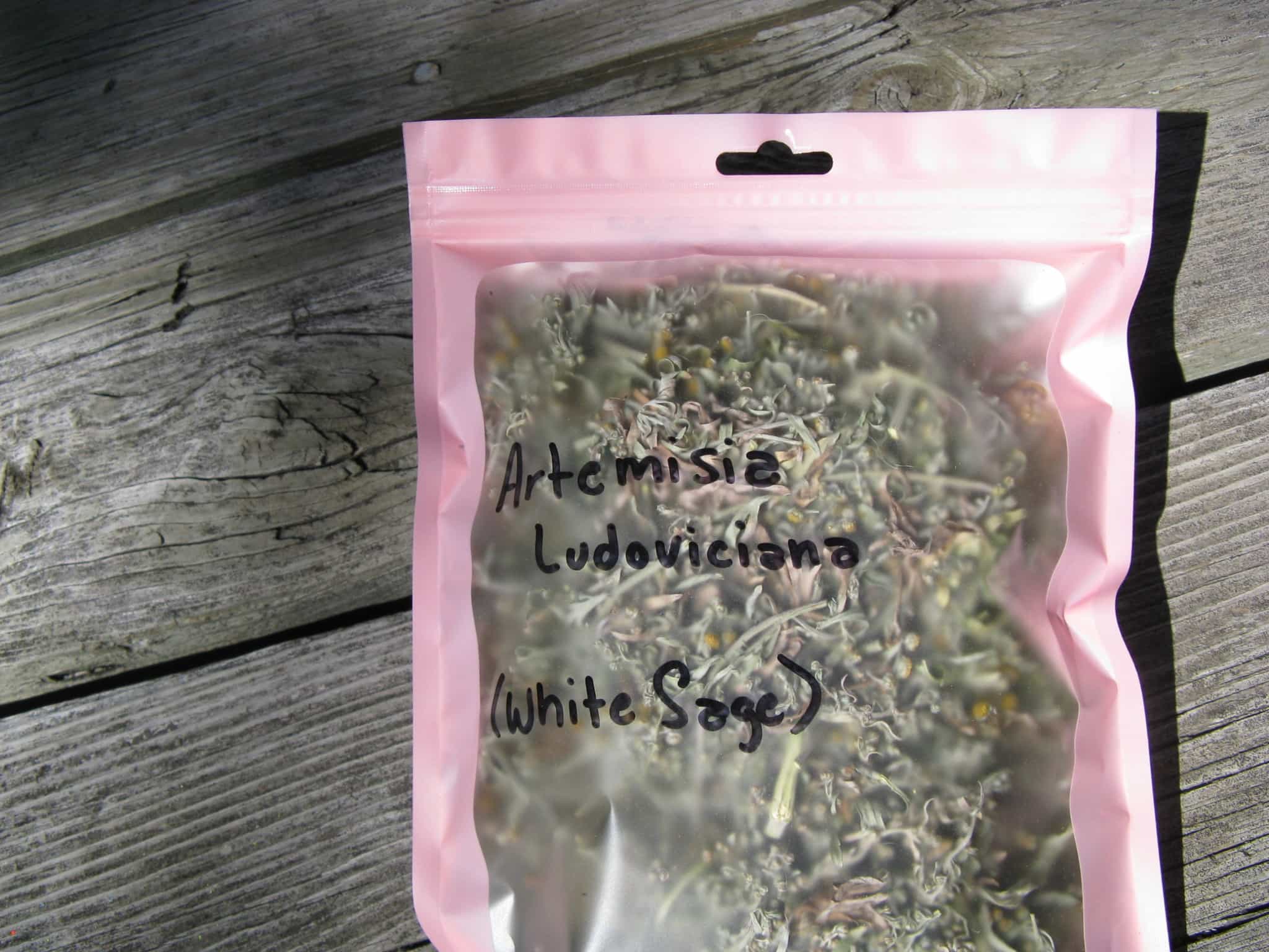 Artemisia Ludoviciana Loose Leaf White Sage