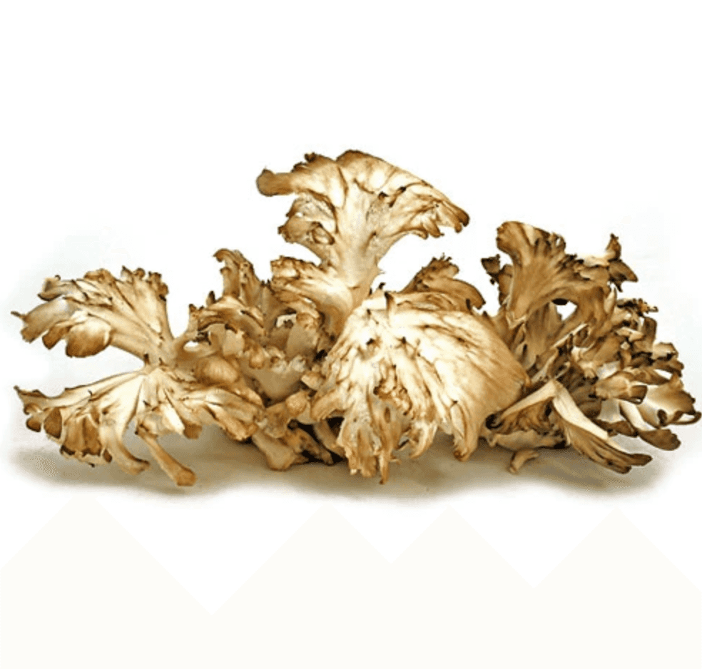 Organic Hen of the Woods (Maitake) Mushrooms