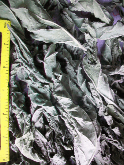 Datura Inoxia LEAVES 10g Whole Dried Moonflower Thornapple Pricklyburr Herbal Incense 2022 Montana US Grown Innoxia Metel Meteloides Inactive