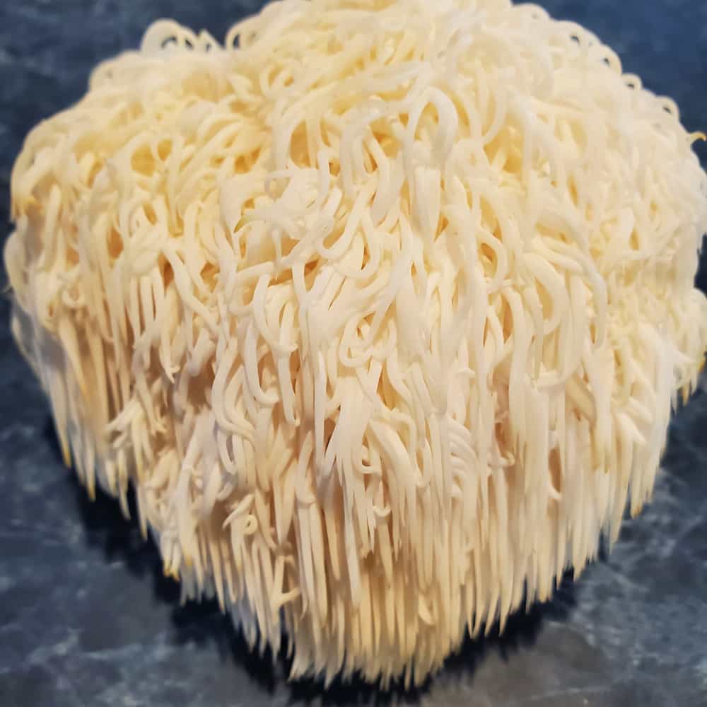 Fresh Lion