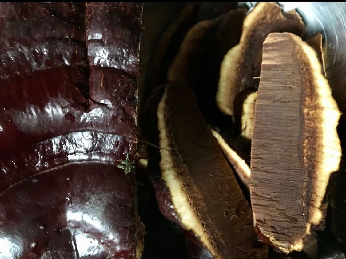 Wild Reishi (Ganoderma oregonense) 