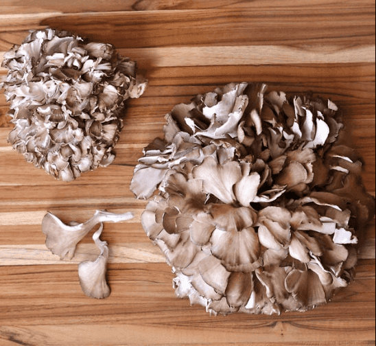 Fresh Maitake aka Hen of the Woods