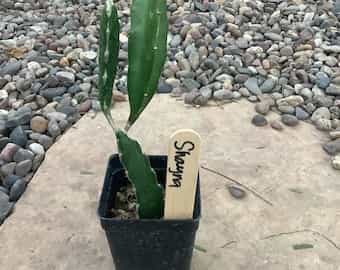 Product image #0