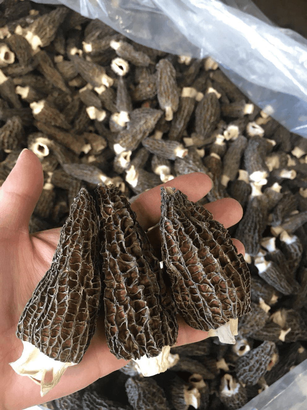 4 oz Dried Morels Foraged
