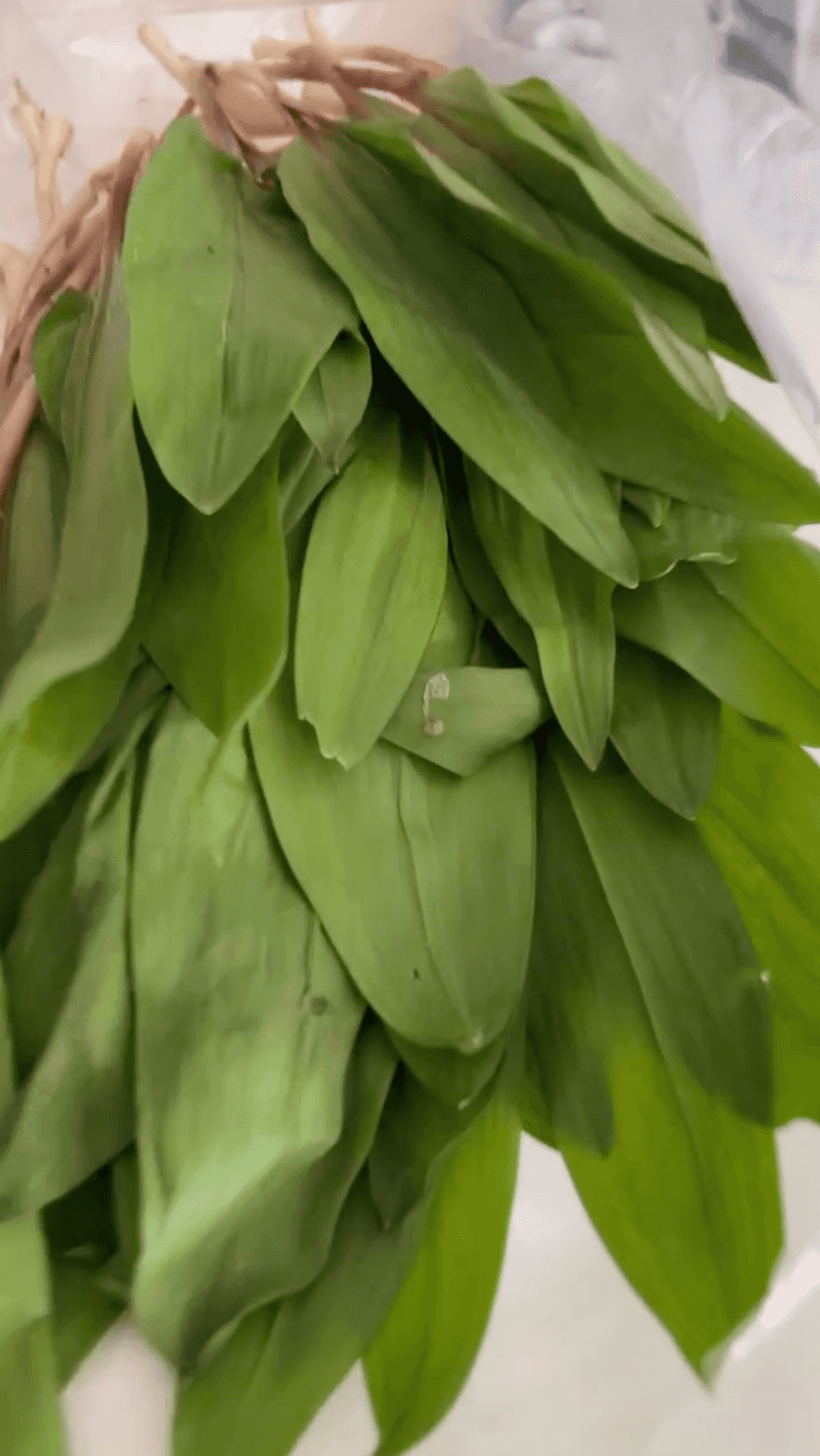 Ramps For Sale Foraged