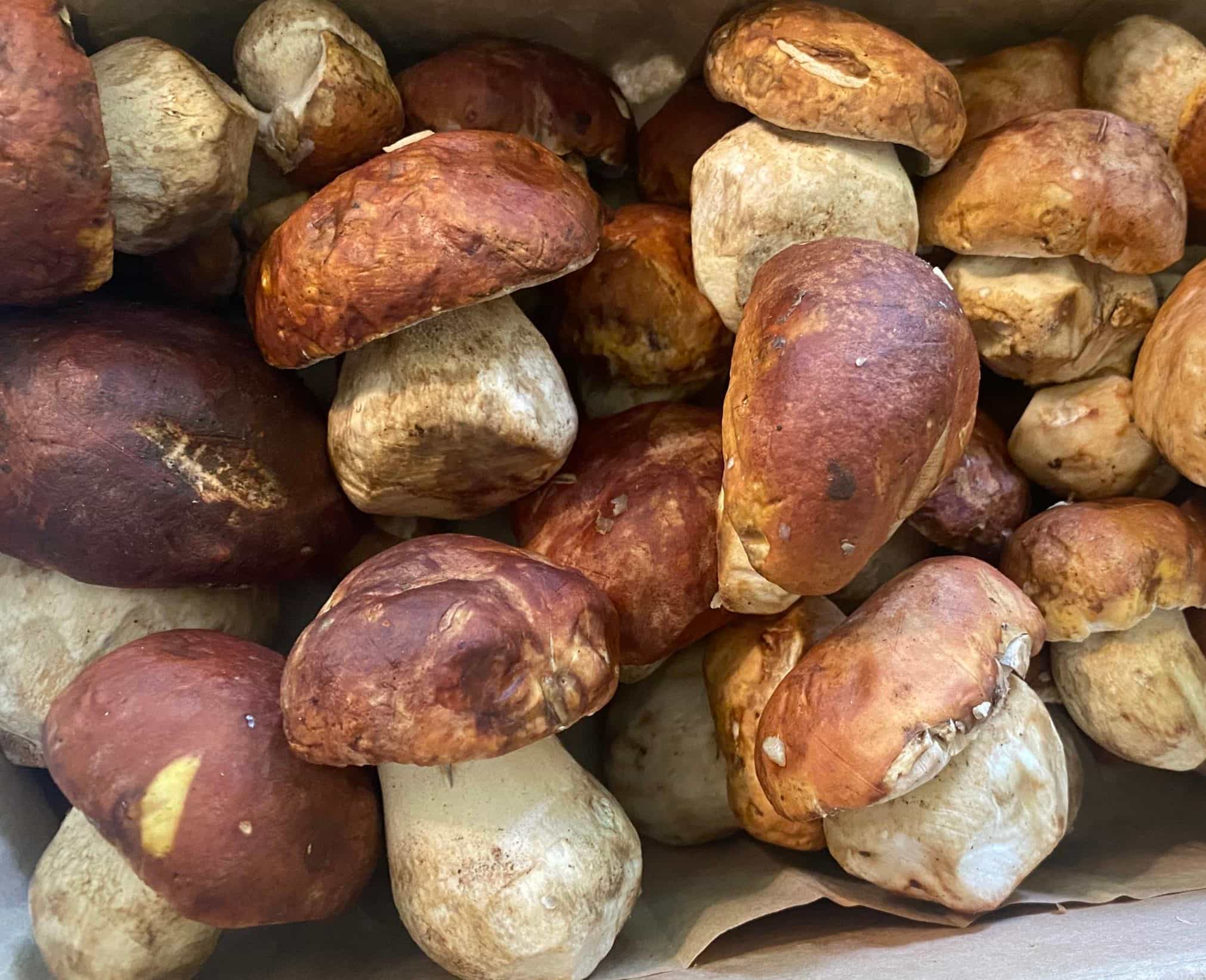 Fresh Spring Porcini, 1 lb.