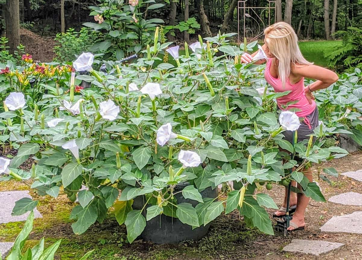 Datura Moonflower Bush LIVE PLANT ( two starter plants) Foraged
