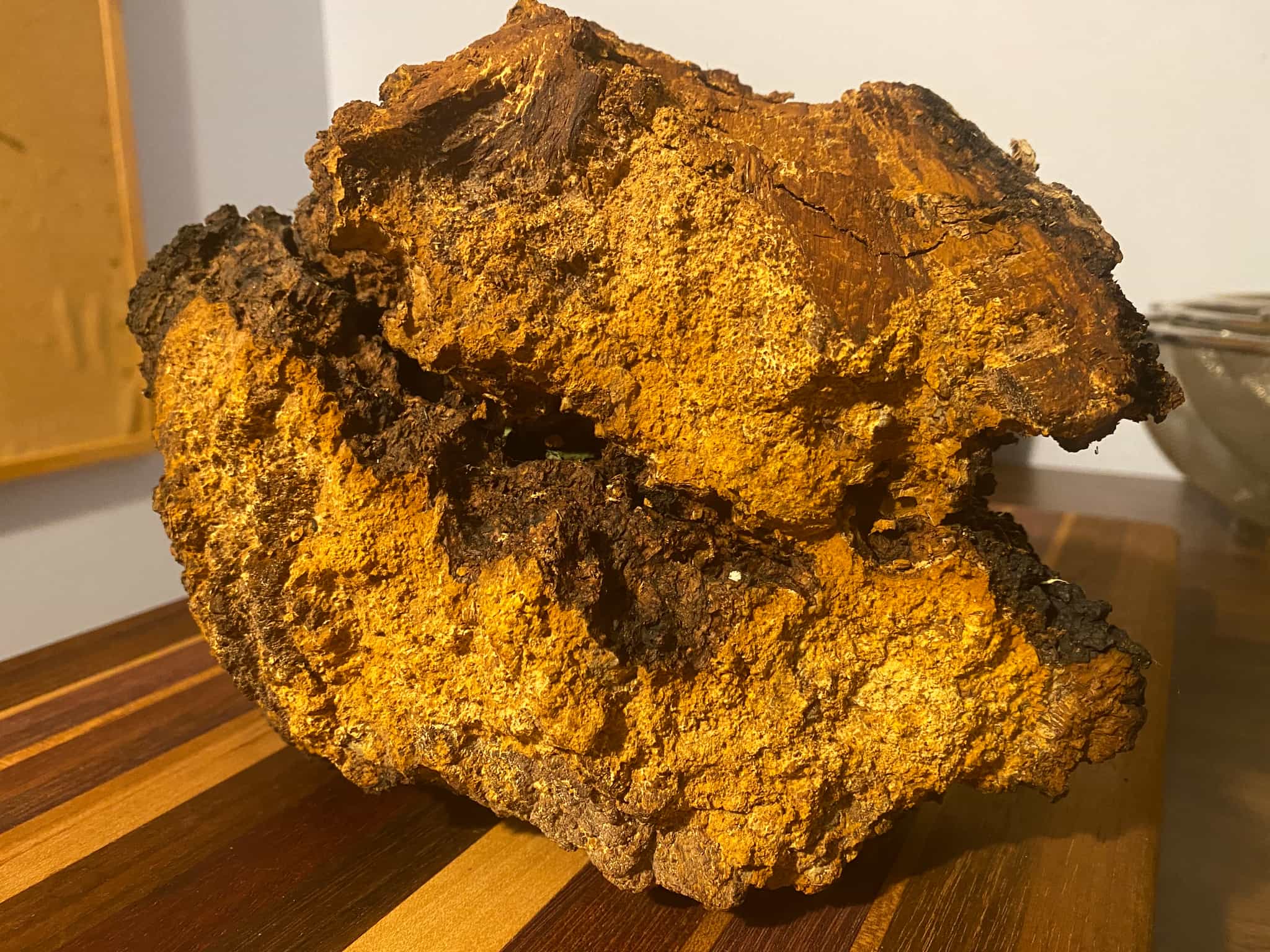 Double Cell Conk of Wild Harvested Chaga mushroom 