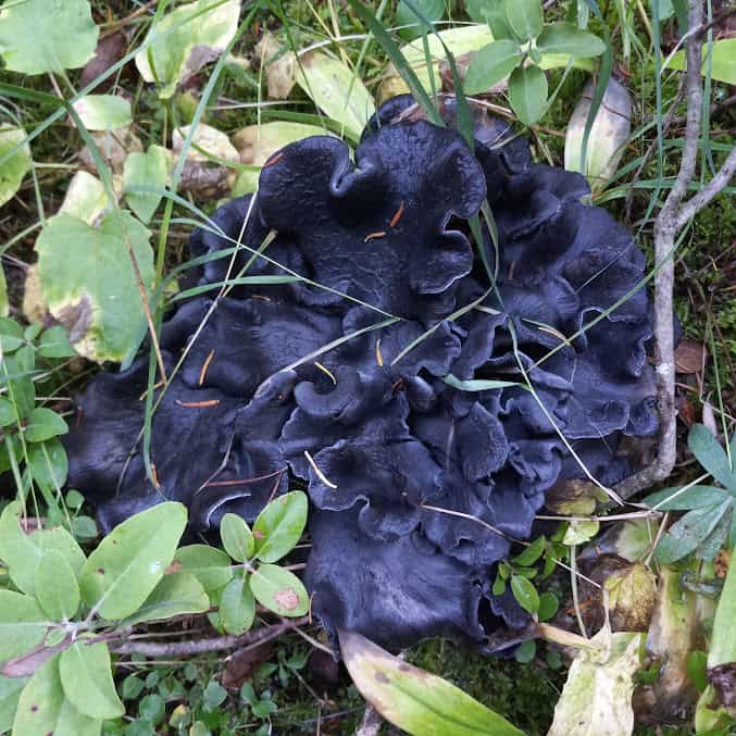 Smokey Black Chanterelle Spice Blend Foraged