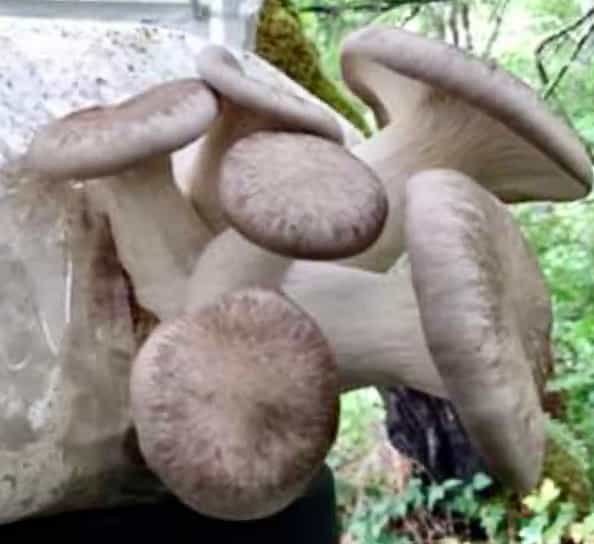 Grow Your Own Black Pearl Oysters- Free Shipping