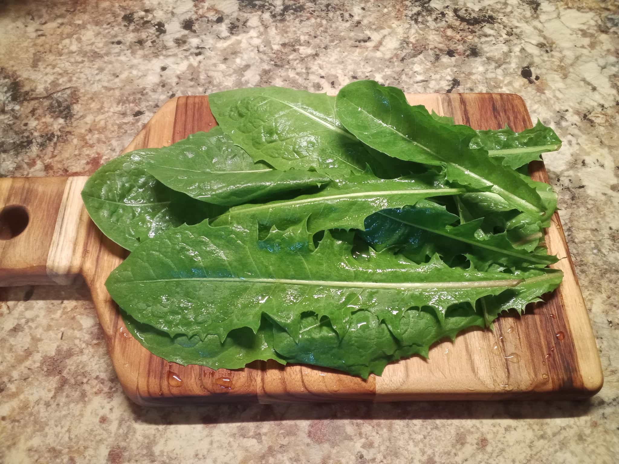 Fresh Dandelion Greens